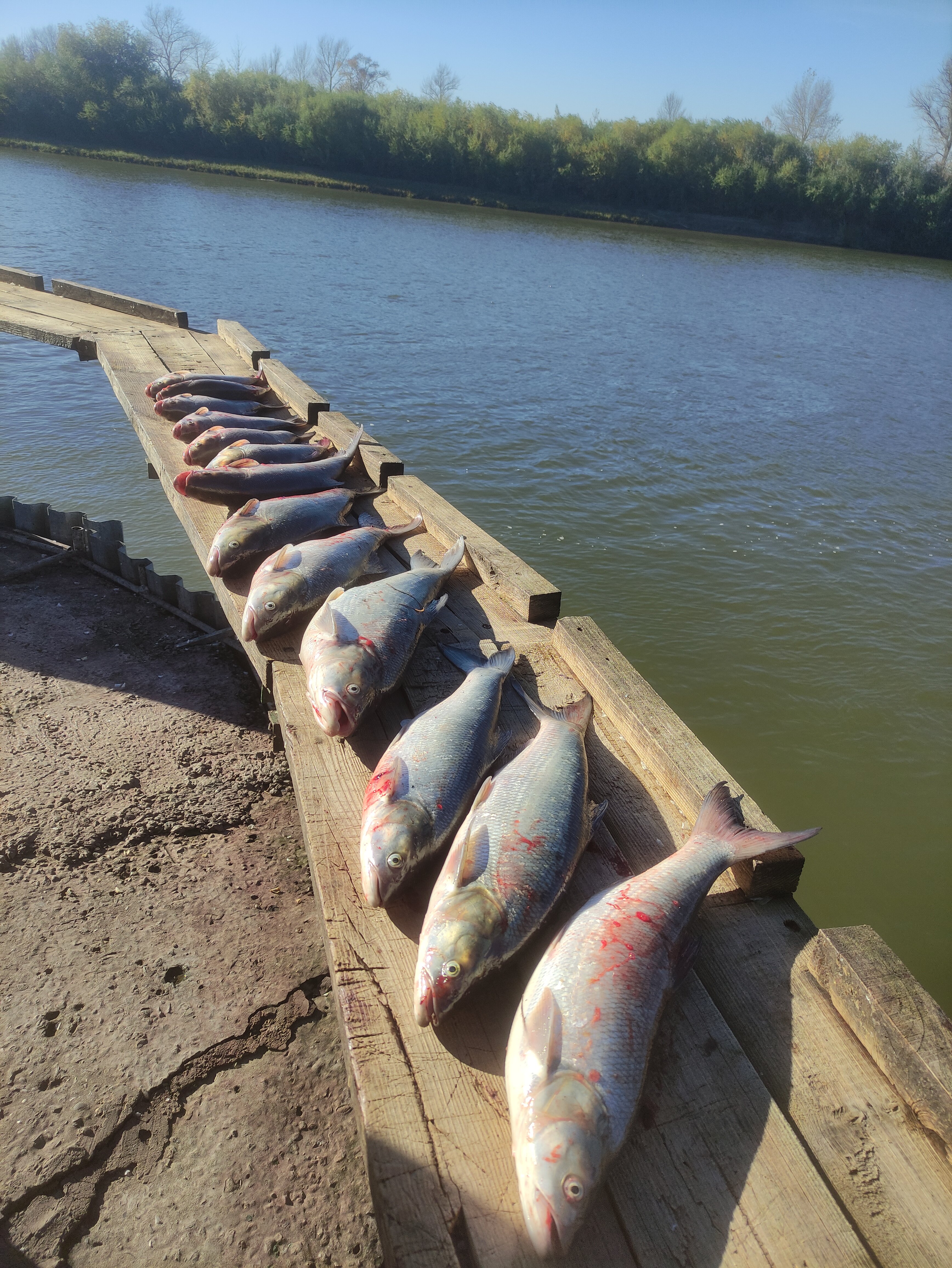 Фото Дед Щукарь