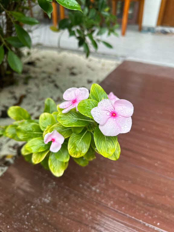 Фото Plumeria Maldives