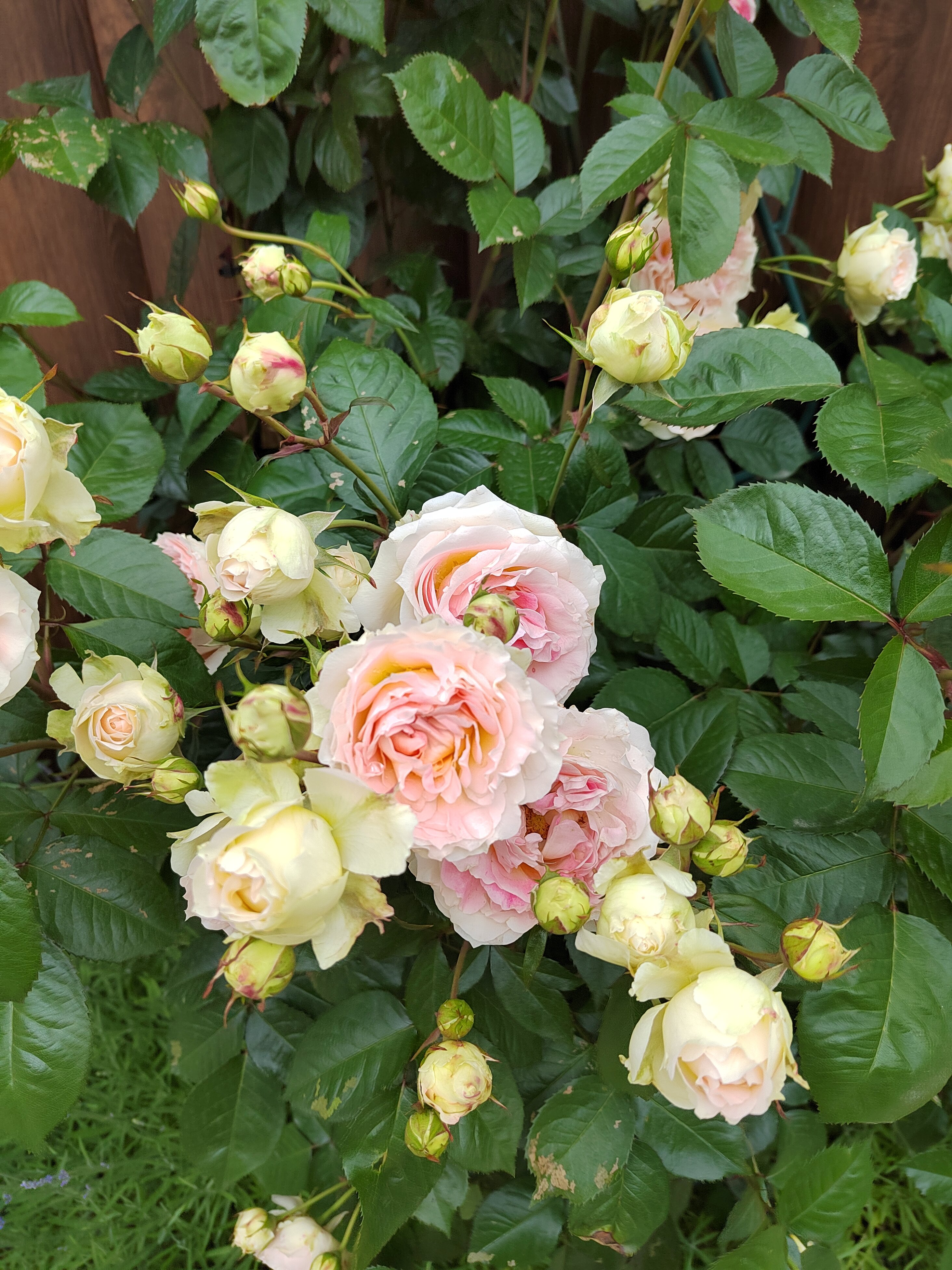 Фото Provence de Luxe