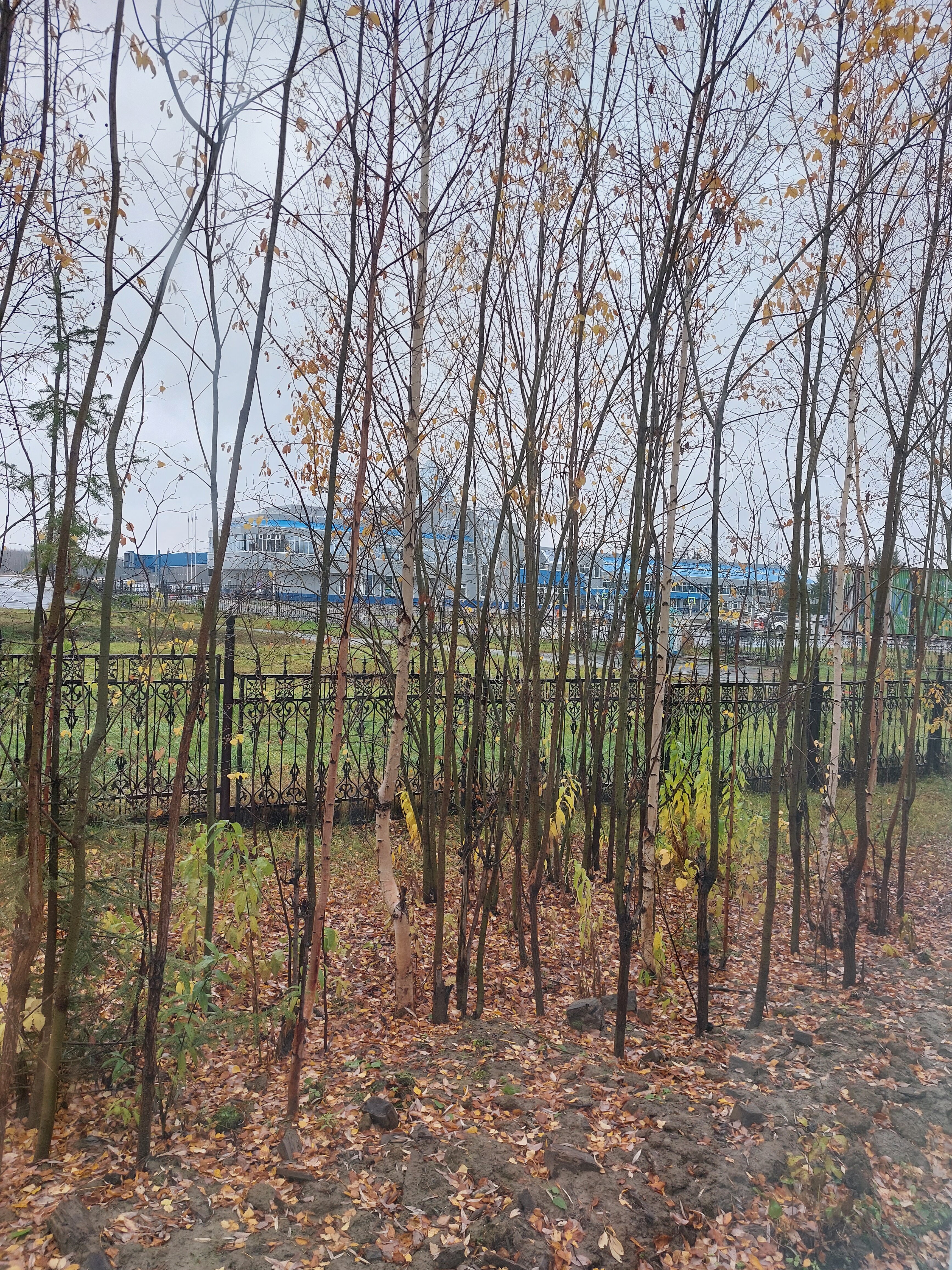 Фото Авиатор