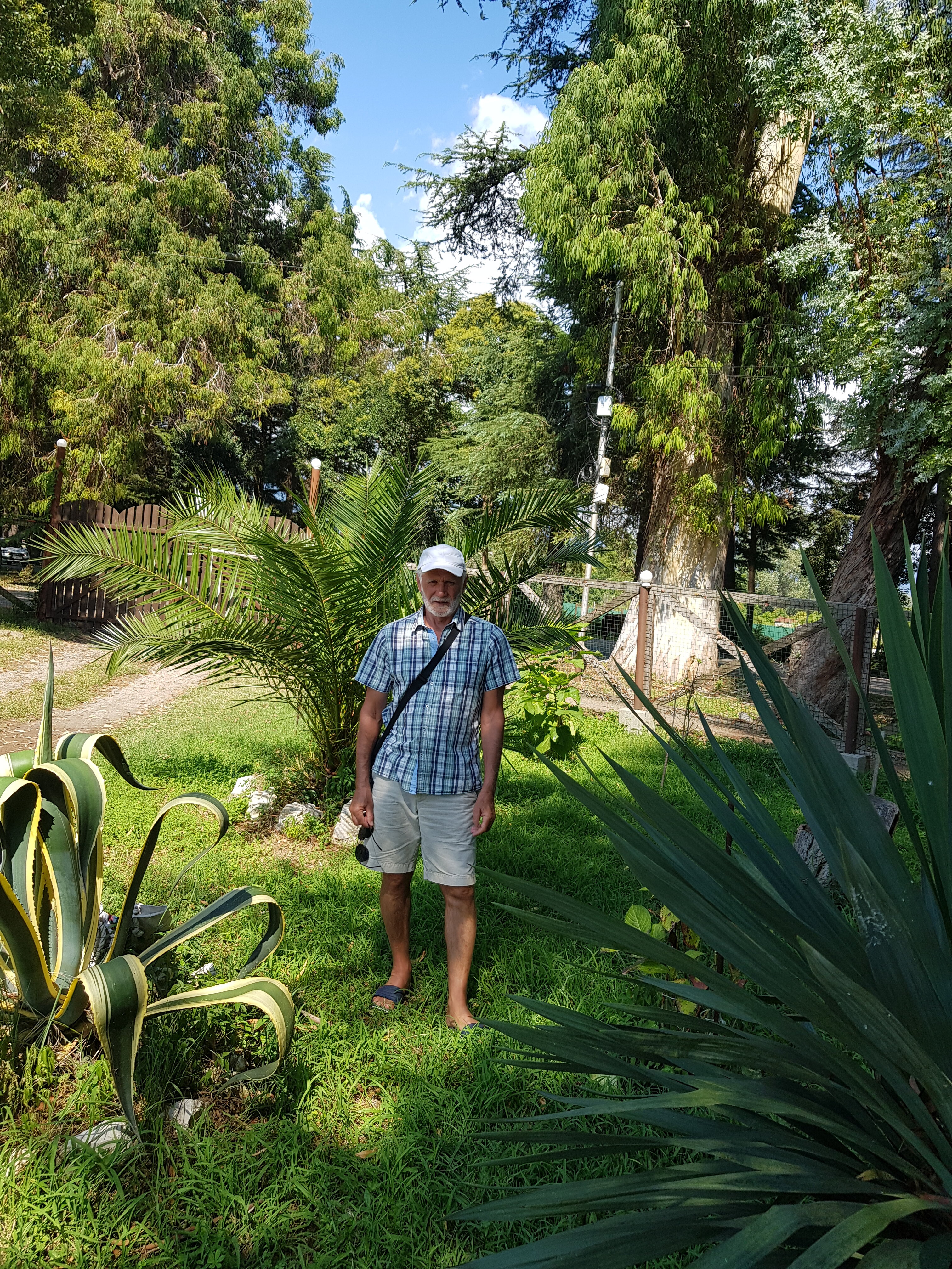 Фото Эвкалипт