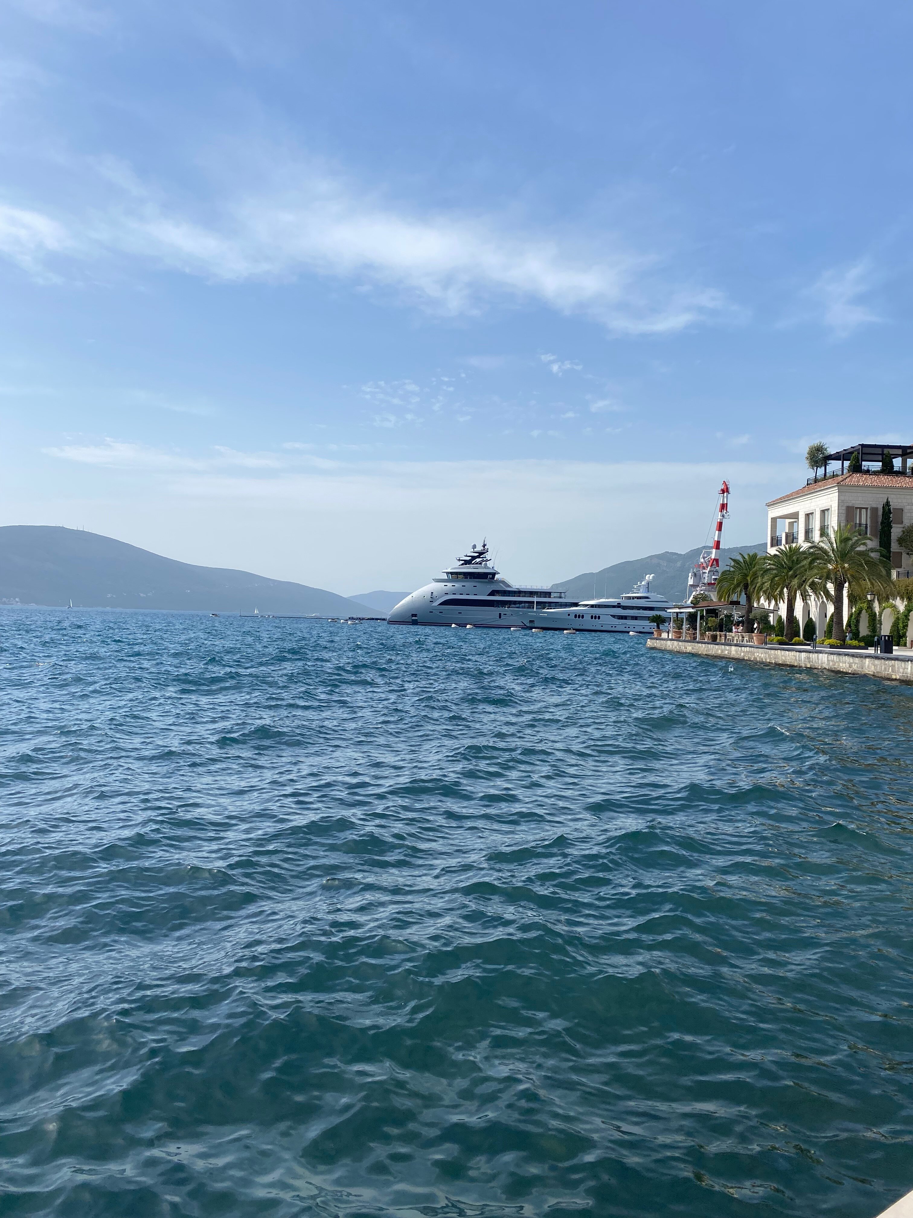 Фото Пальма