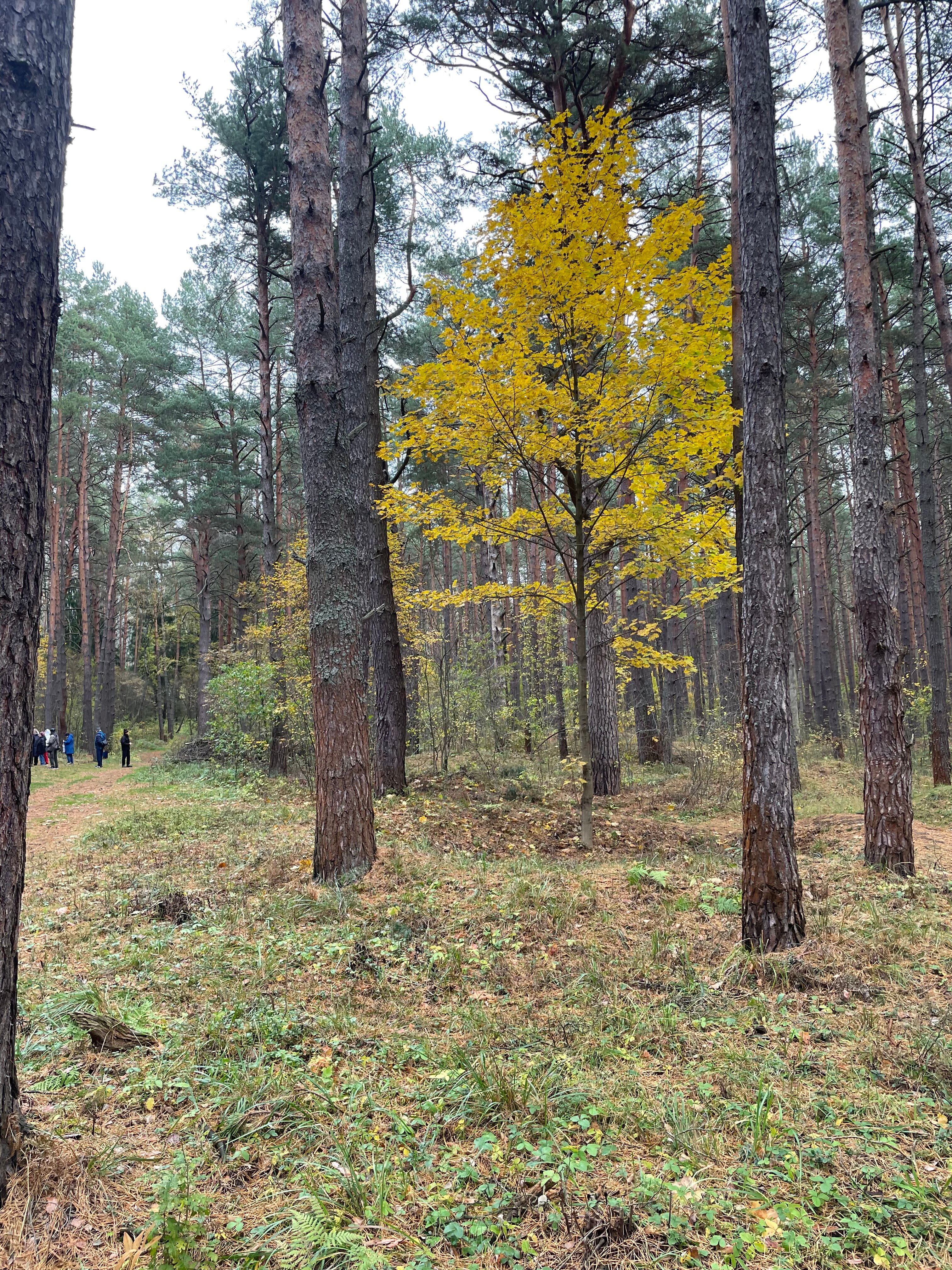 Фото Красный бор