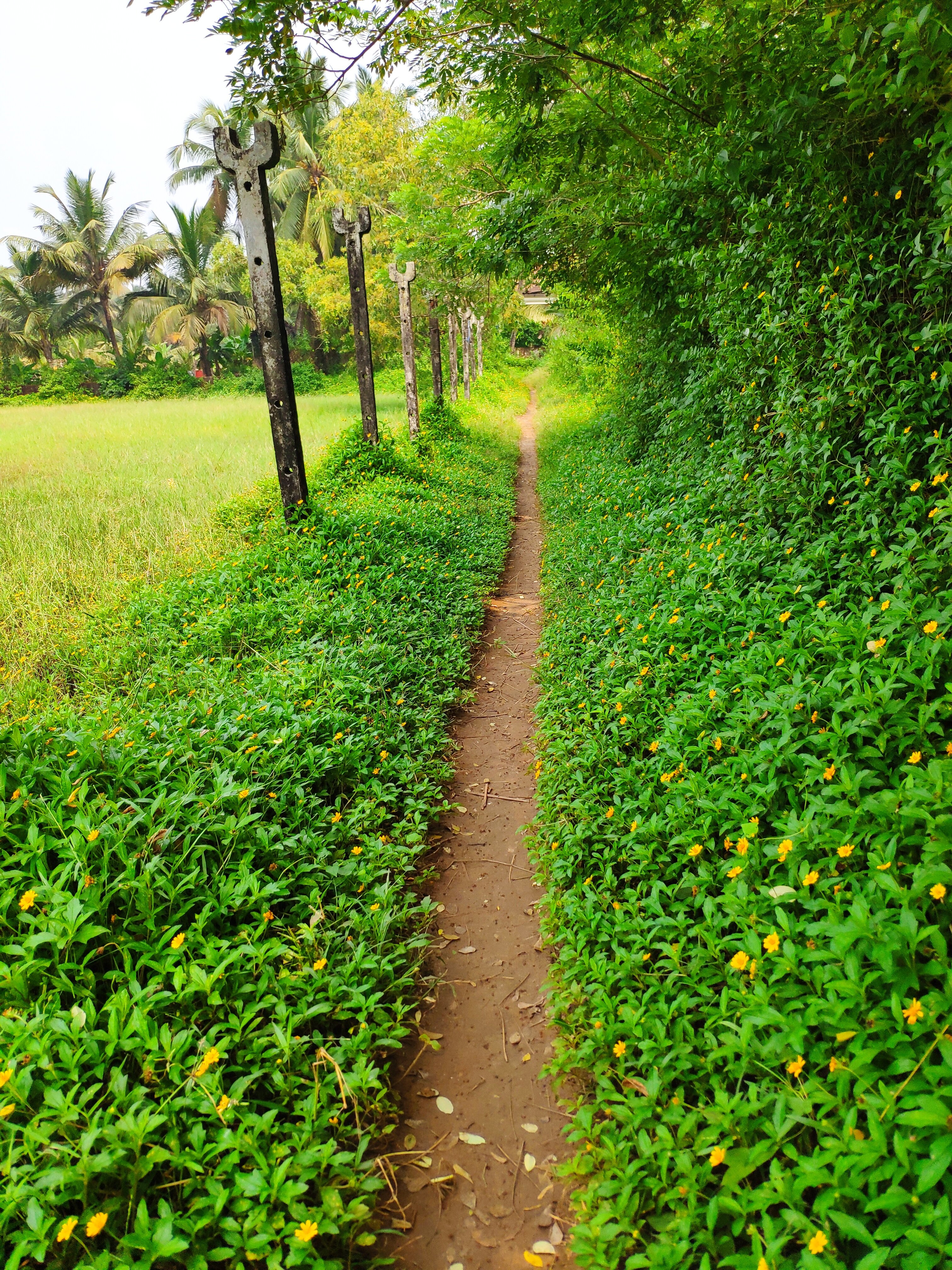 Фото Alagoa Resort