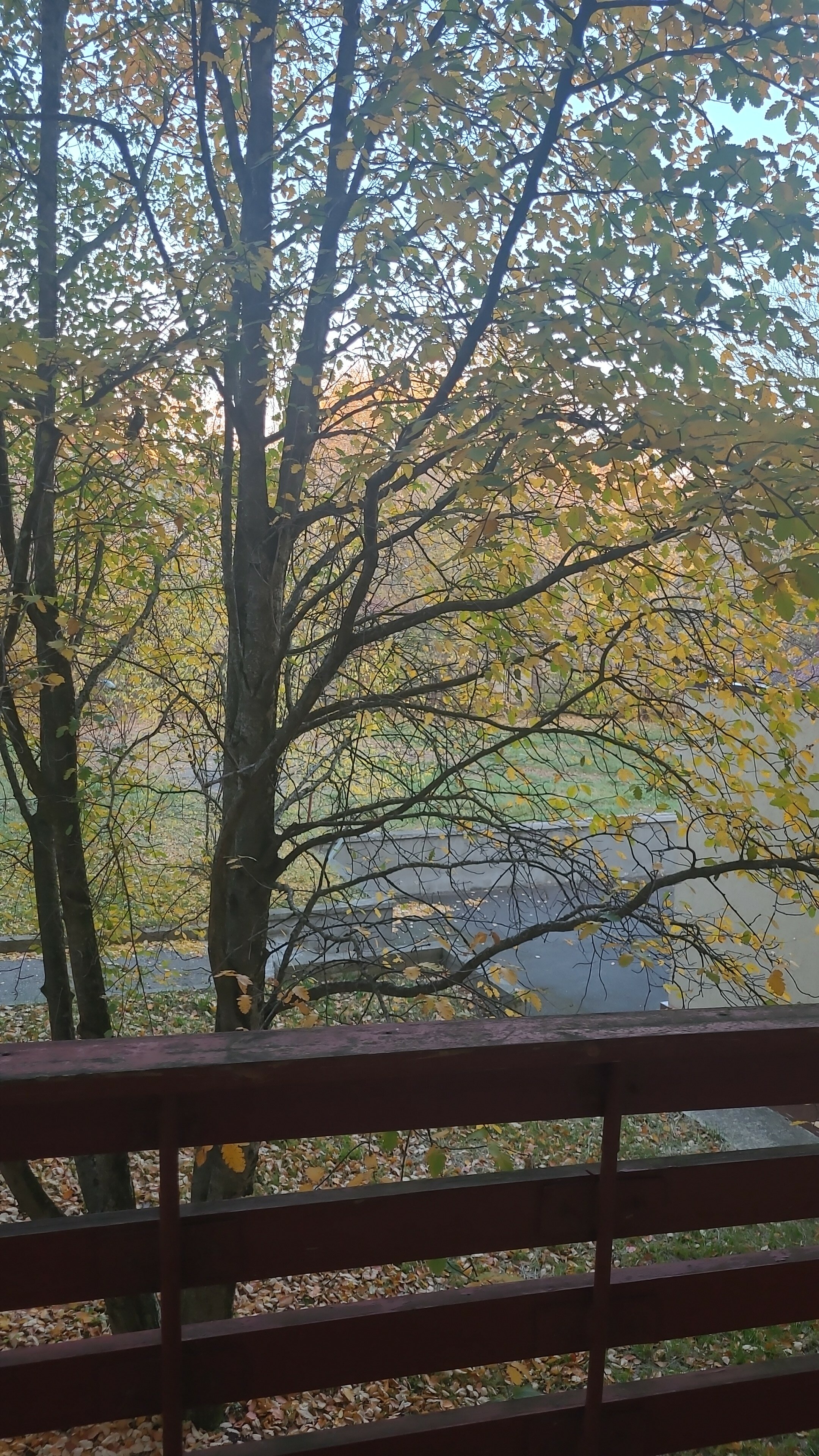 Фото Динамо