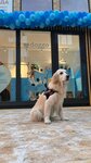 Doggo (Sredniy Vasilyevskogo Ostrova Avenue, 83В), pet salon