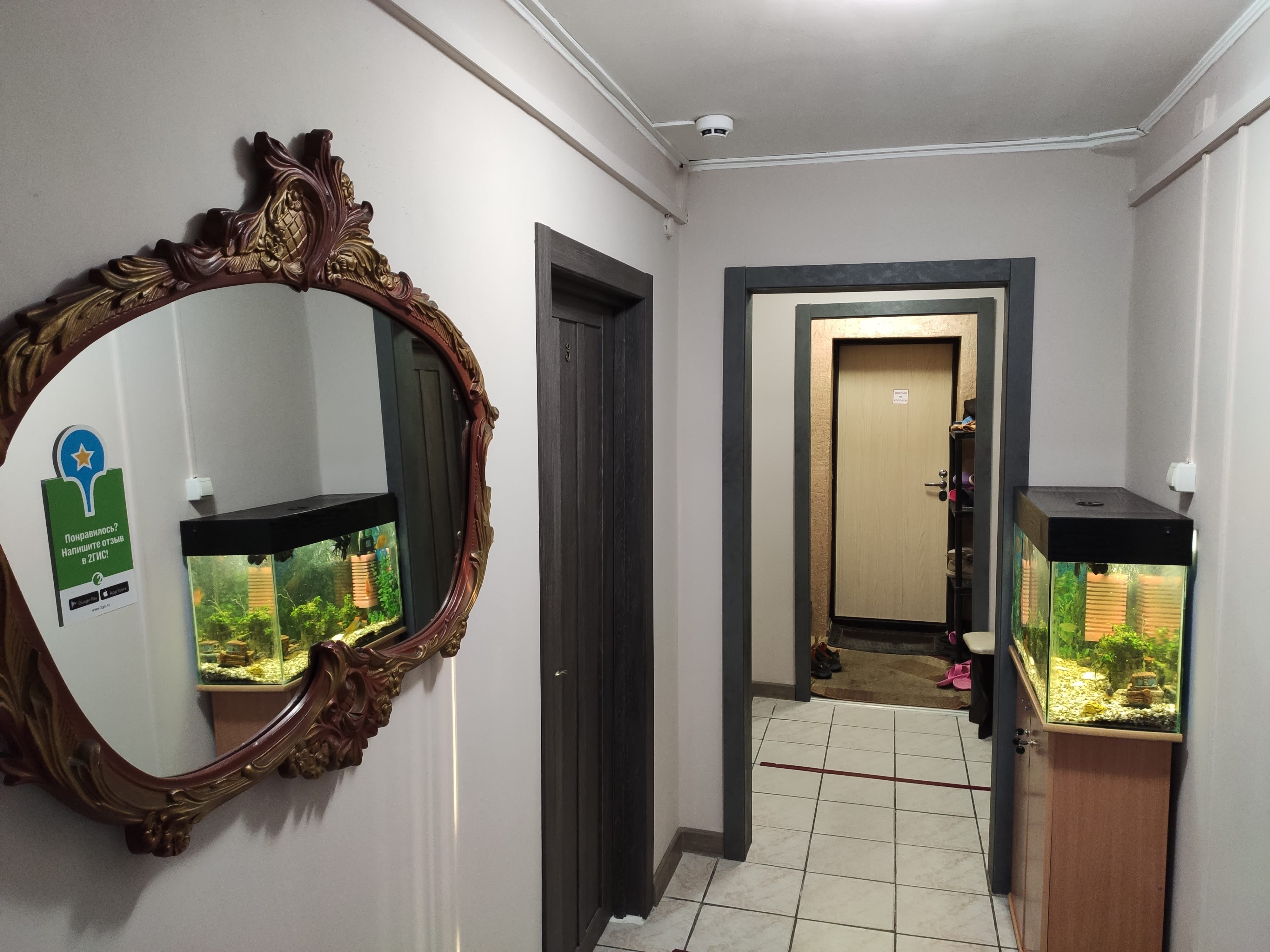 Фото Подсолнух