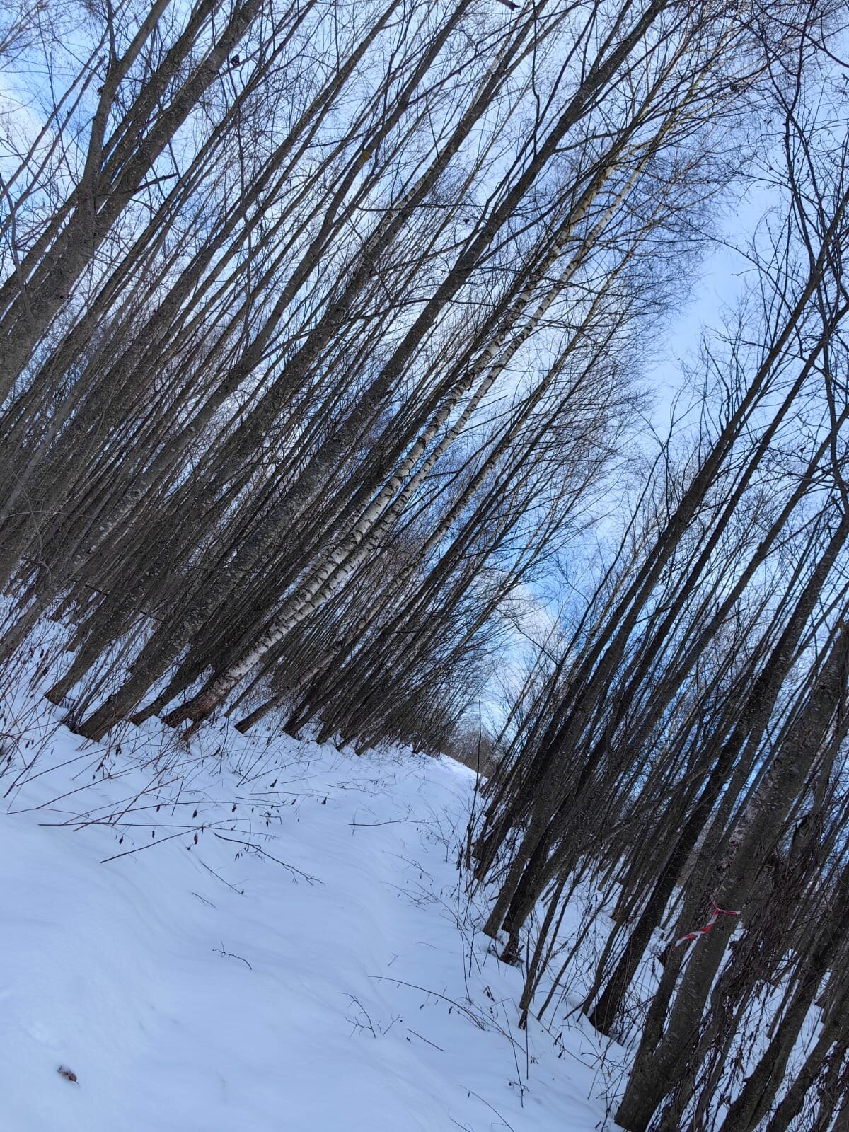 Фото Просто Cosmos