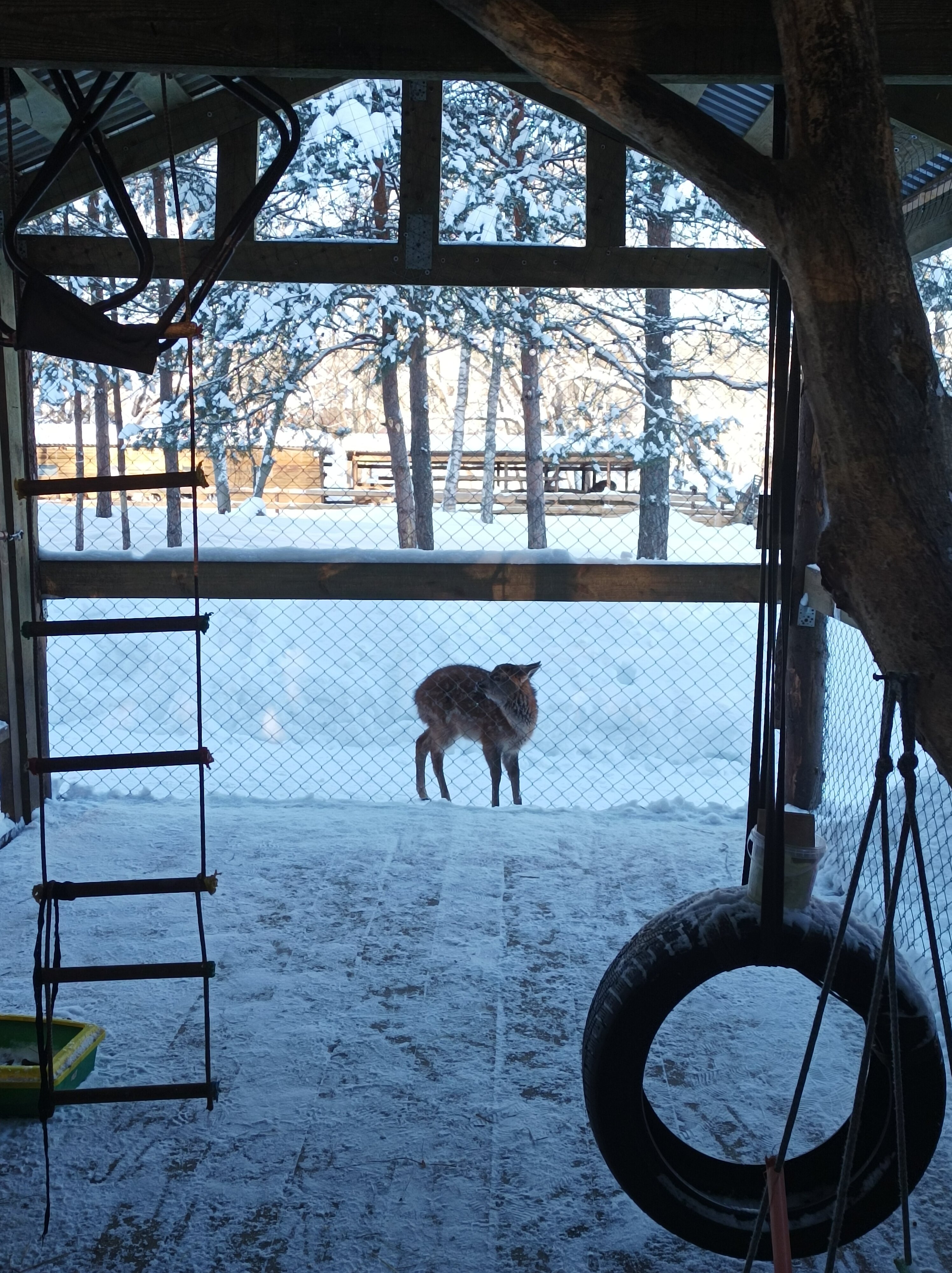 Фото Дикое подворье