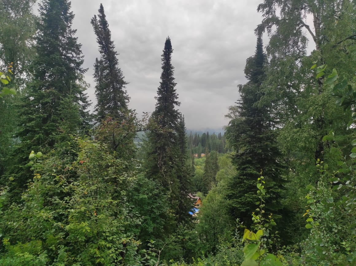 Фото Кедровая берлога