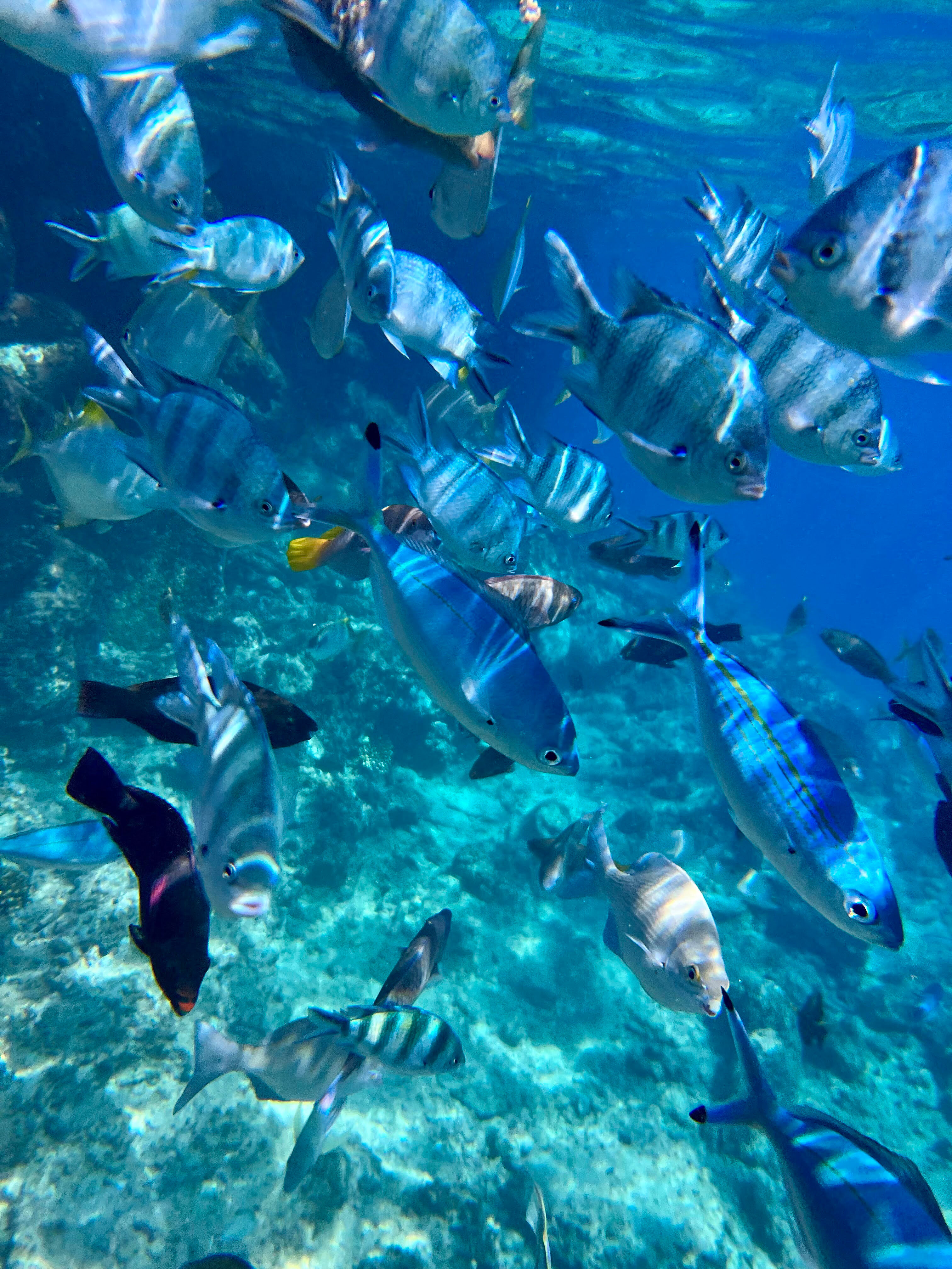 Фото Eagles Downtown Zahabia & Beach Resort