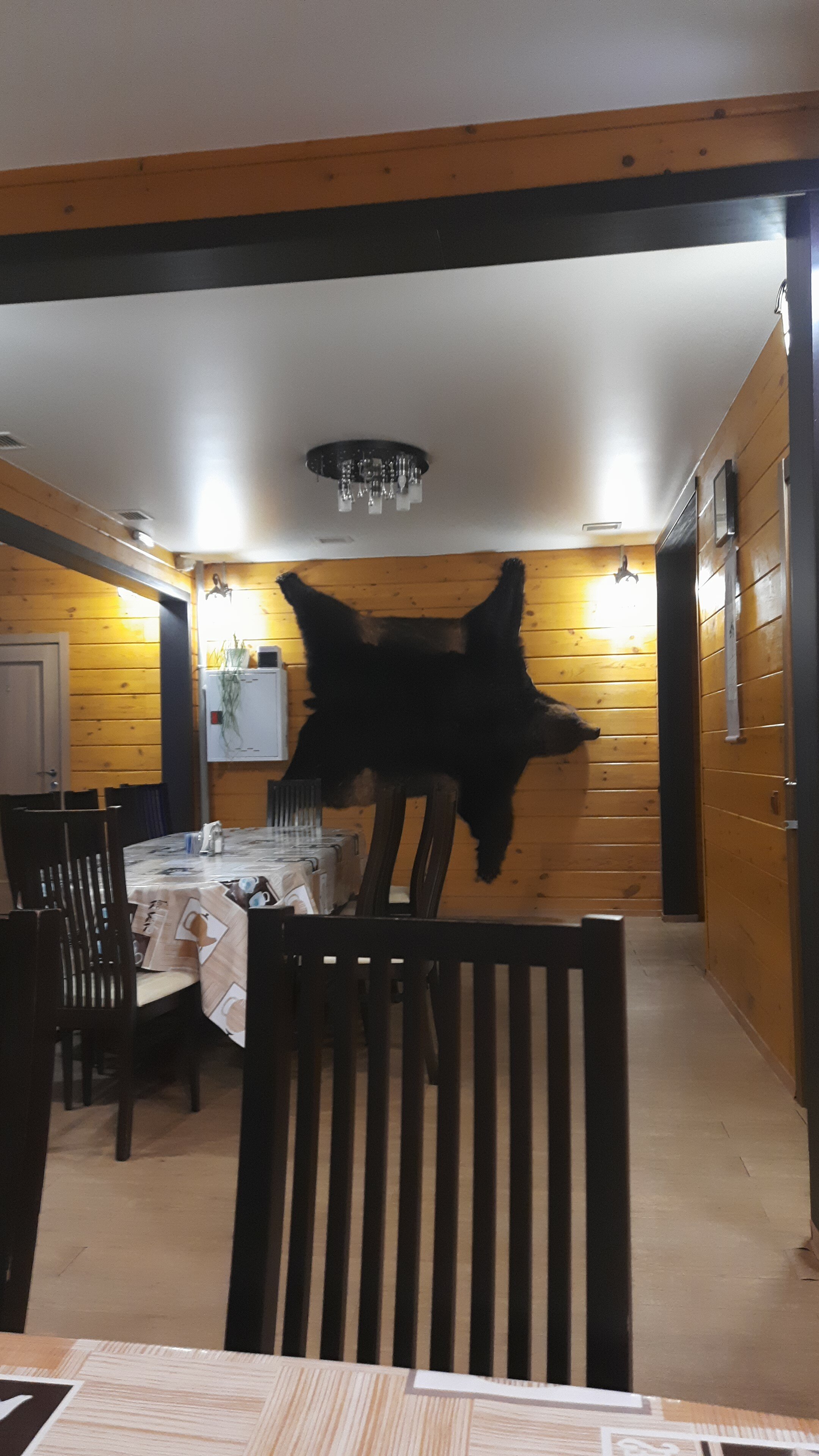 Фото Медведица