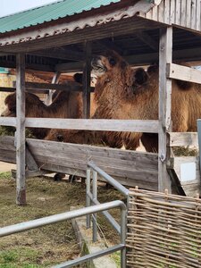 Парк живой природы ДоДо (Курганная ул., 103, станица Натухаевская), зоопарк в Краснодарском крае