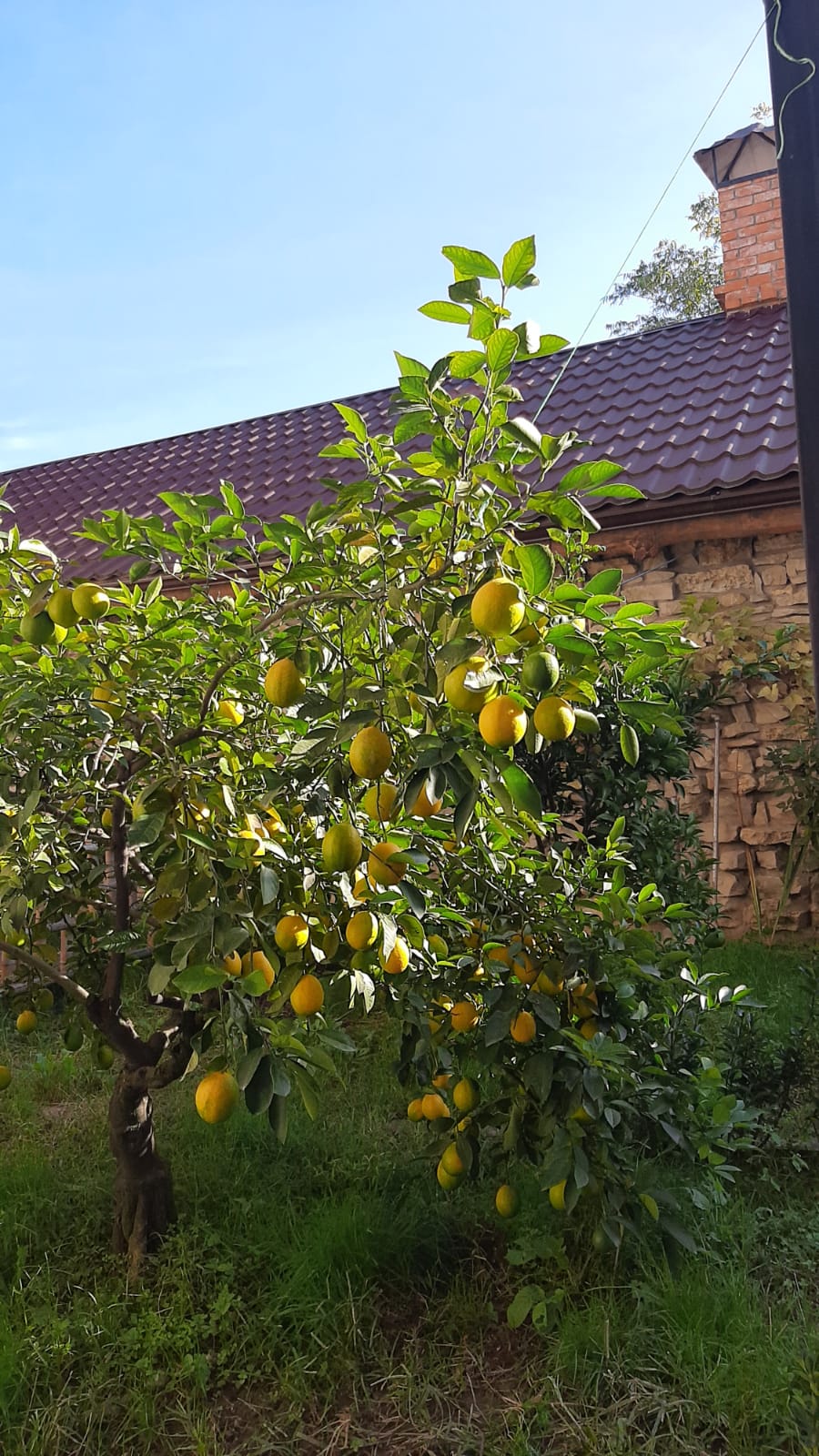 Фото Салангана