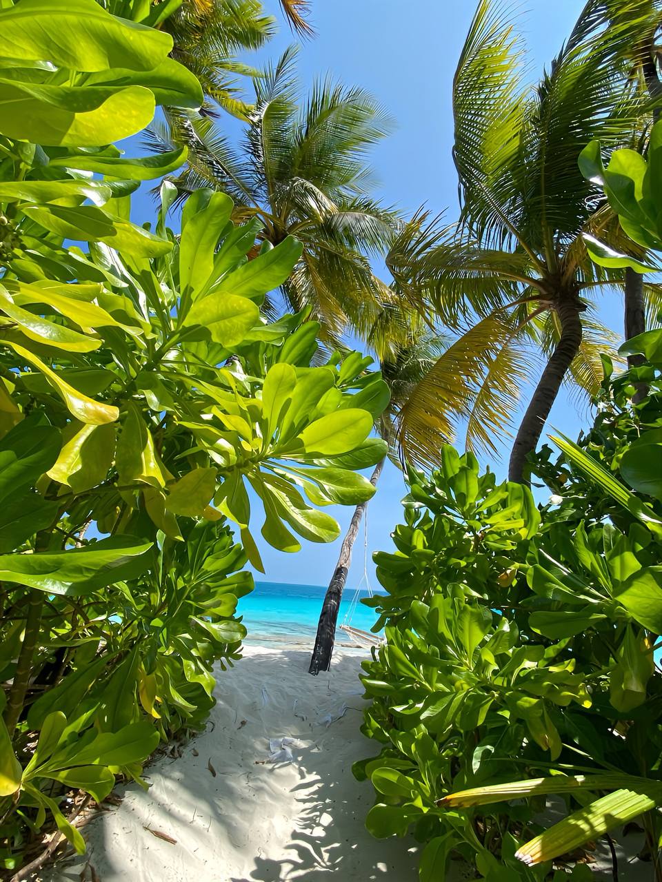 Фото Fiyavalhu Resort Maldives