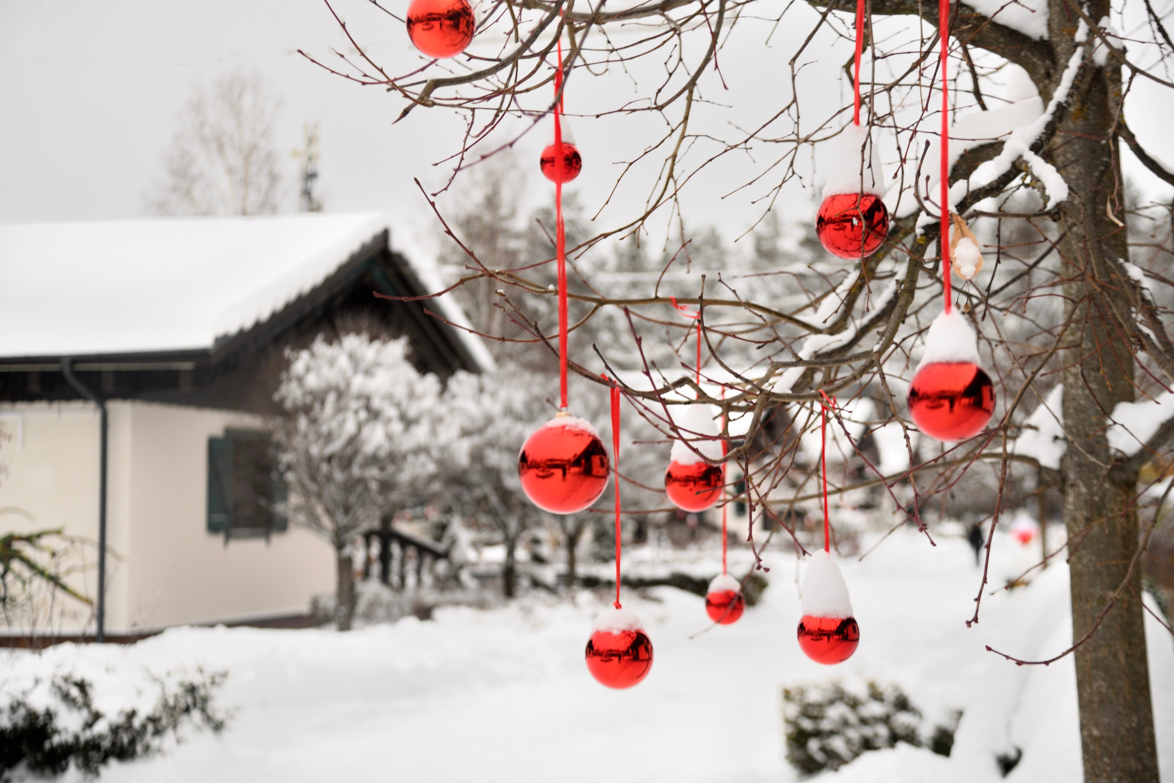 Фото Красный Бор