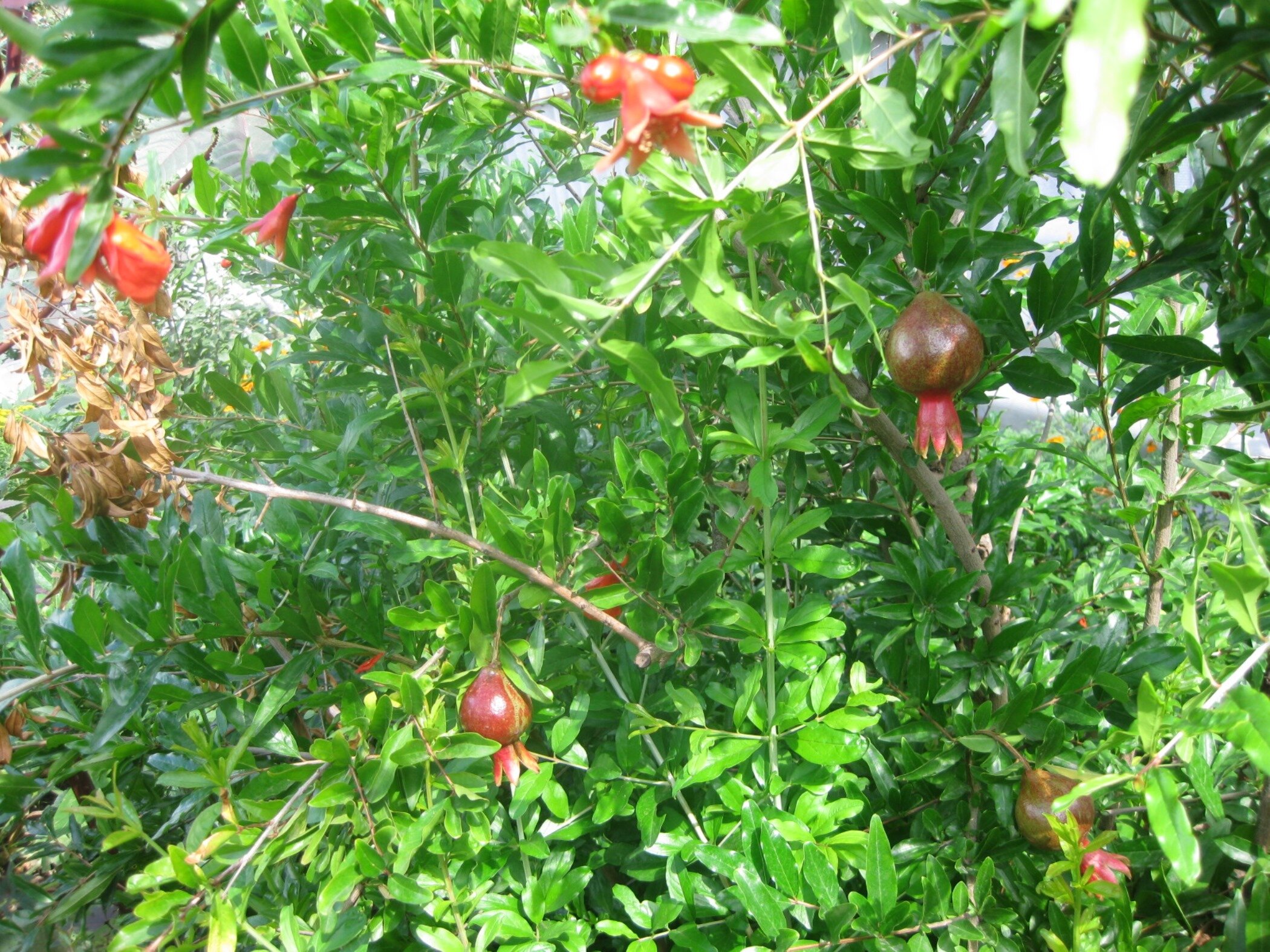 Фото Золотая Рыбка