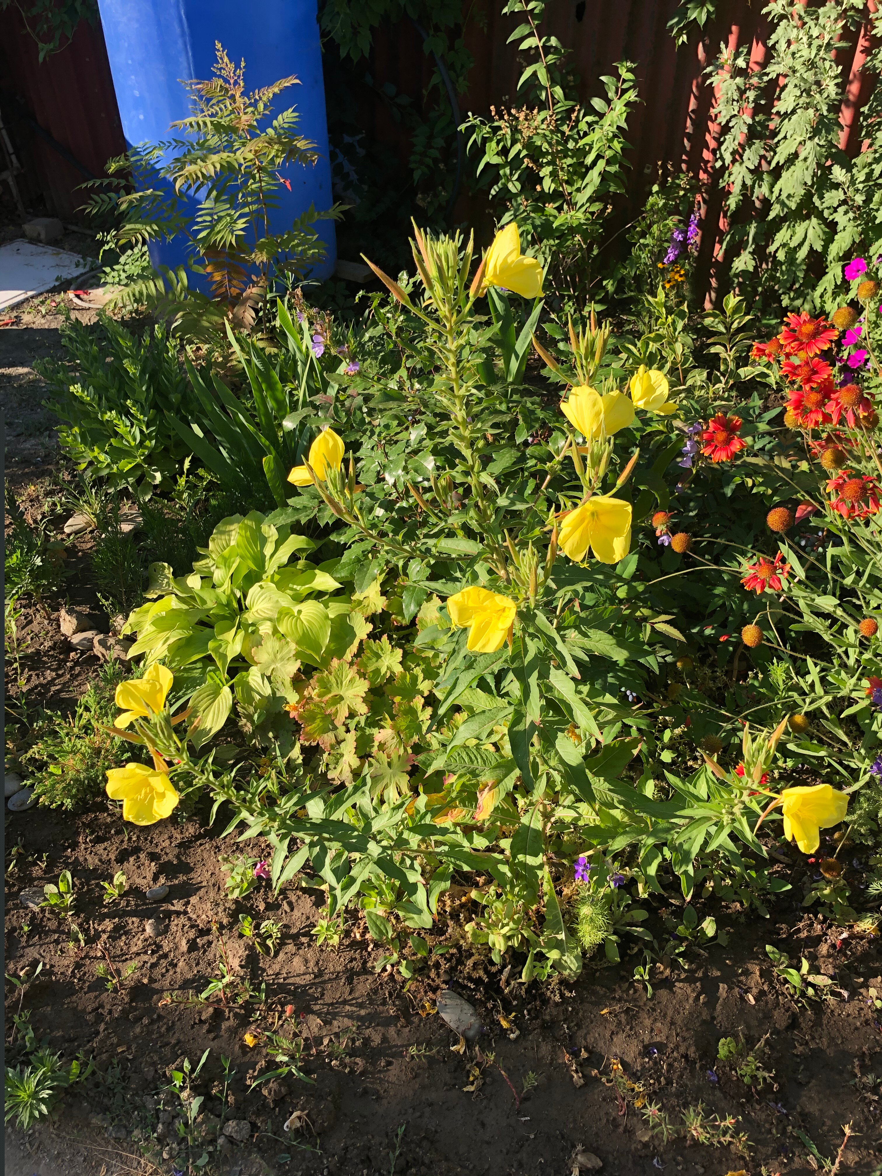 Фото Золотая Рыбка