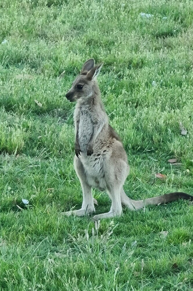 Фото Halls Haven Holiday Units