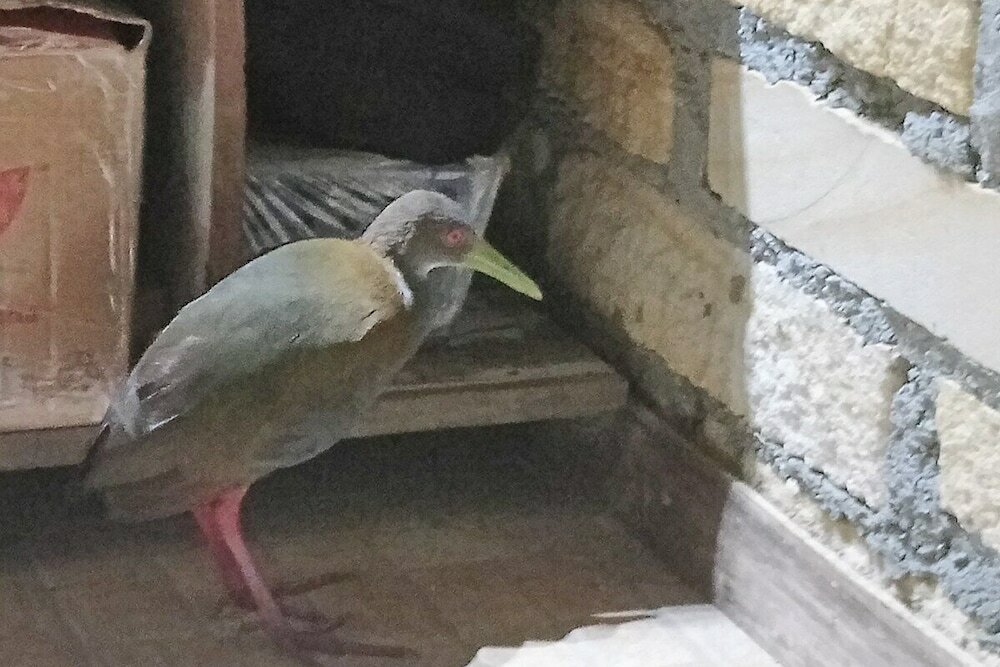 Фото Tiny House Garden - Praia Grande - Sc