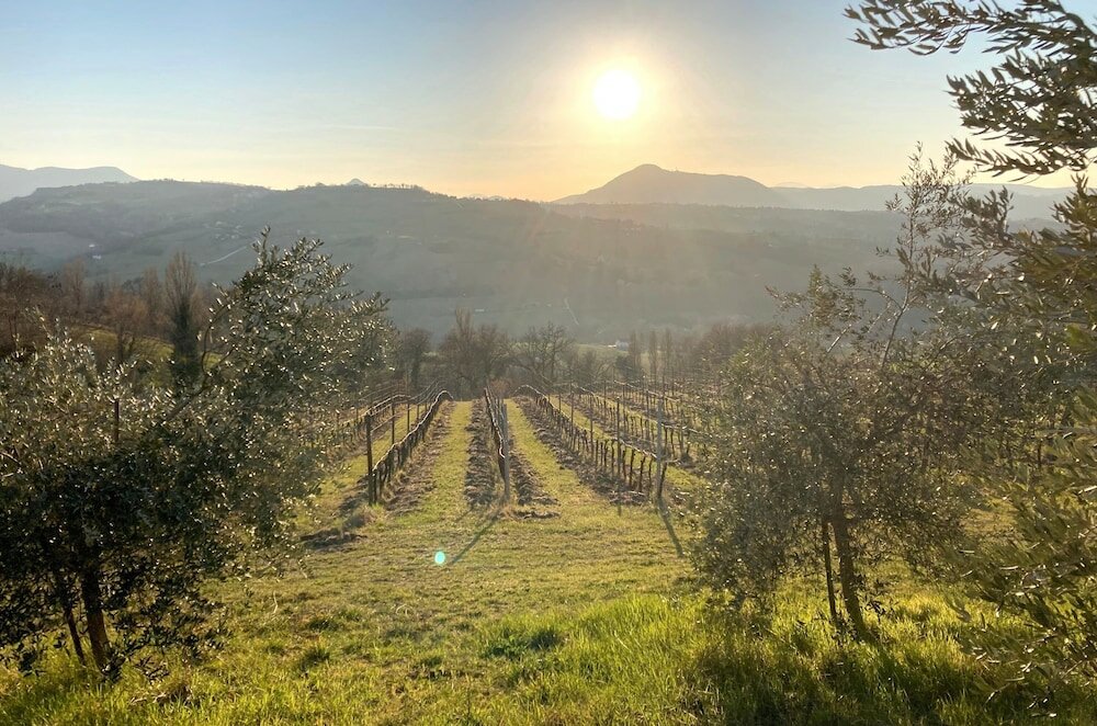 Фото Villa Verdicchio - B&b for winelovers