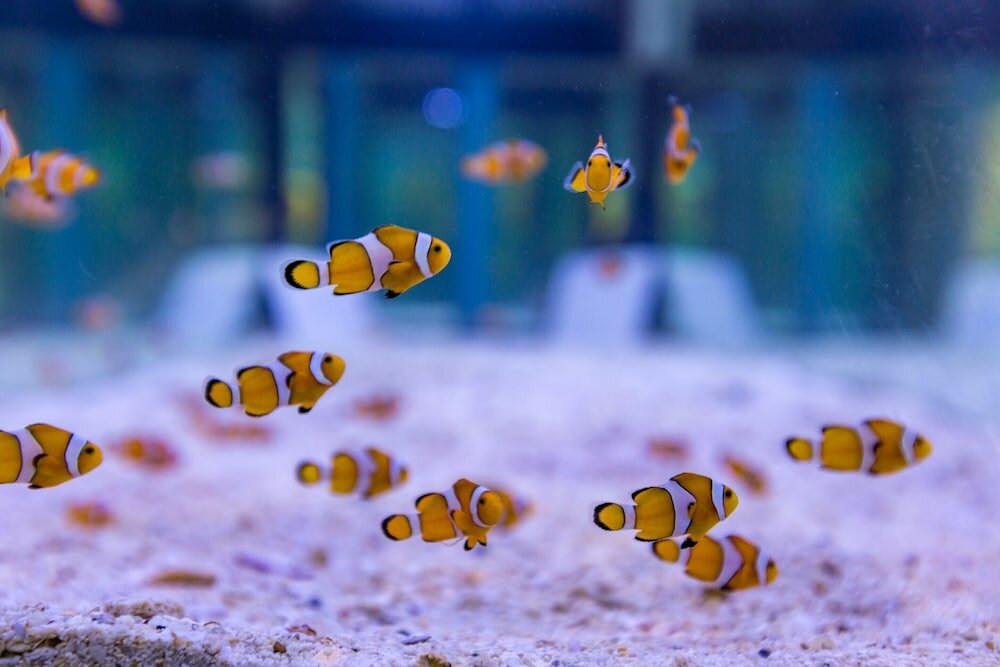 Фото SAii Phi Phi Island Village