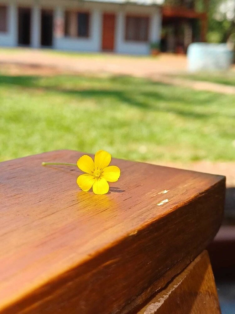 Фото Orquideas de la Selva