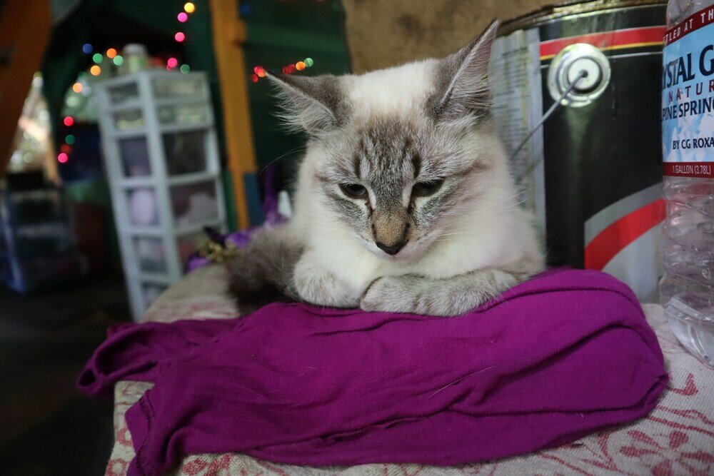 Фото Cinderland EcoVillage - Hostel