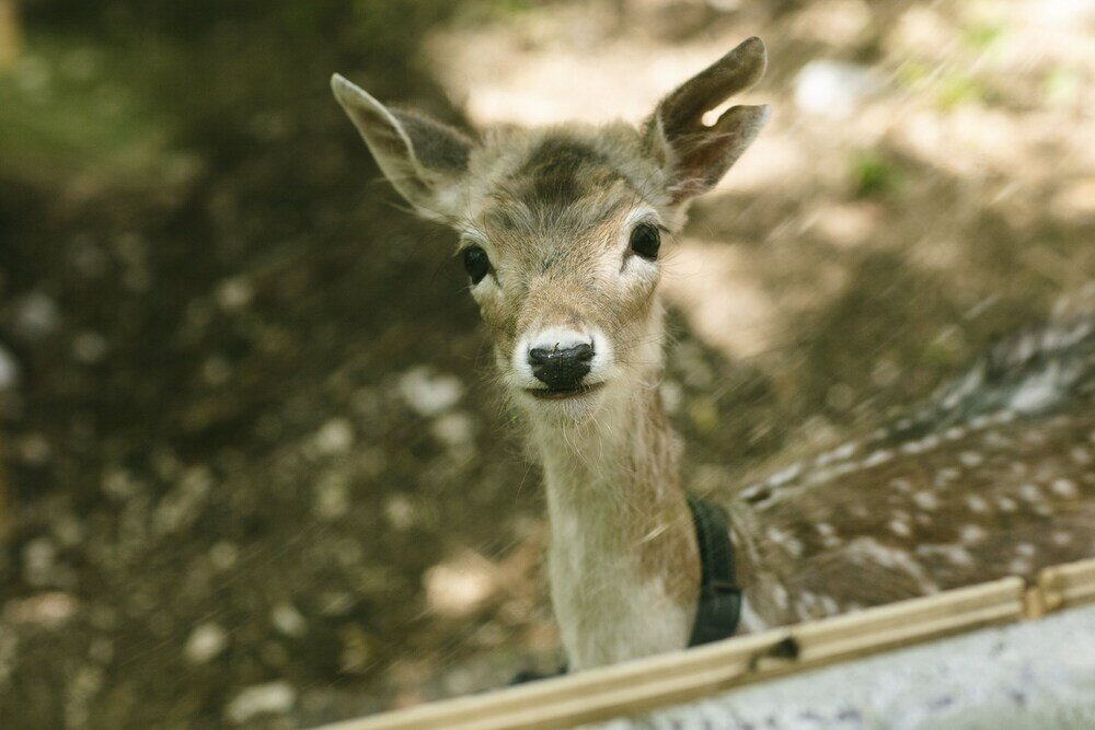 Фото Il Borgo Incantato