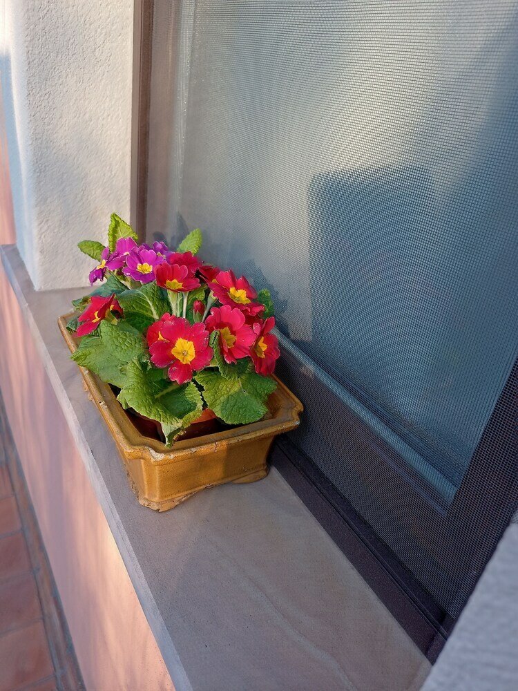 Фото Alpaca Etna Rooms