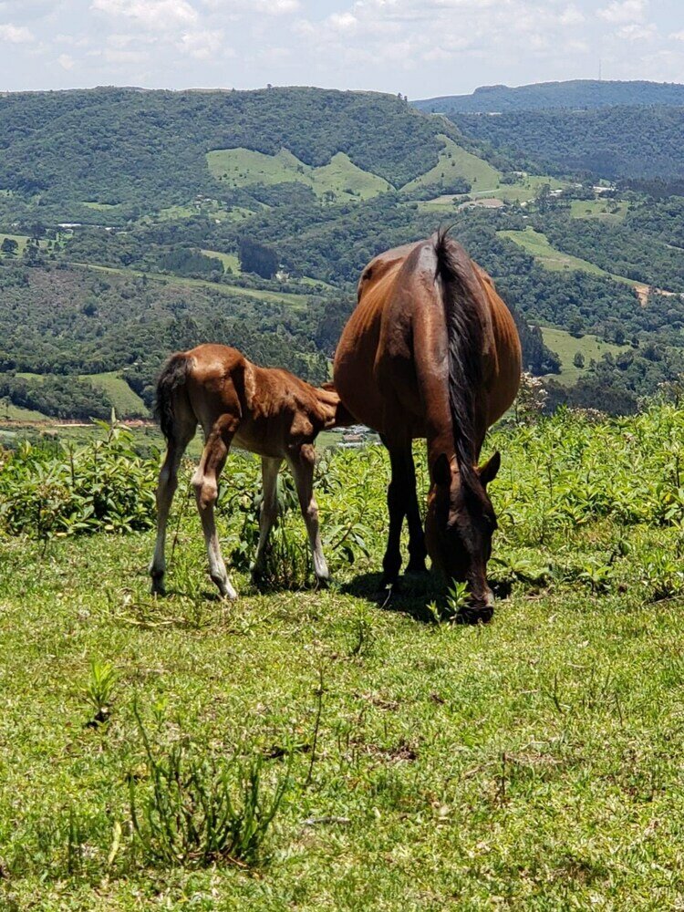 Фото Rancho Sol Poente - Rancho Queimado
