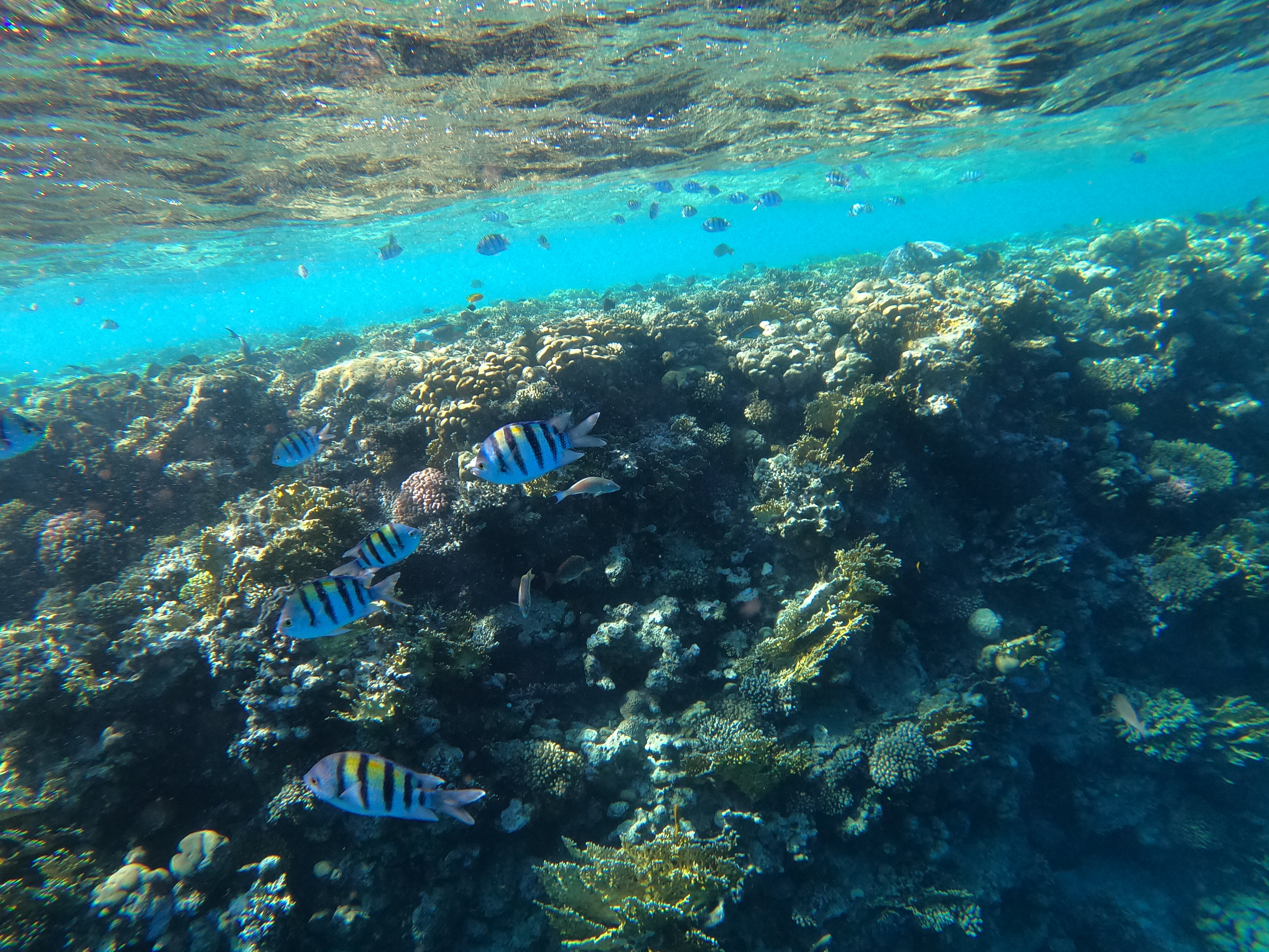 Фото Sunrise Arabian Beach Resort