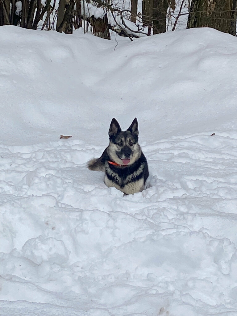 Gardeners' partnerships and societies Лесное СНХ, Moscow and Moscow Oblast, photo