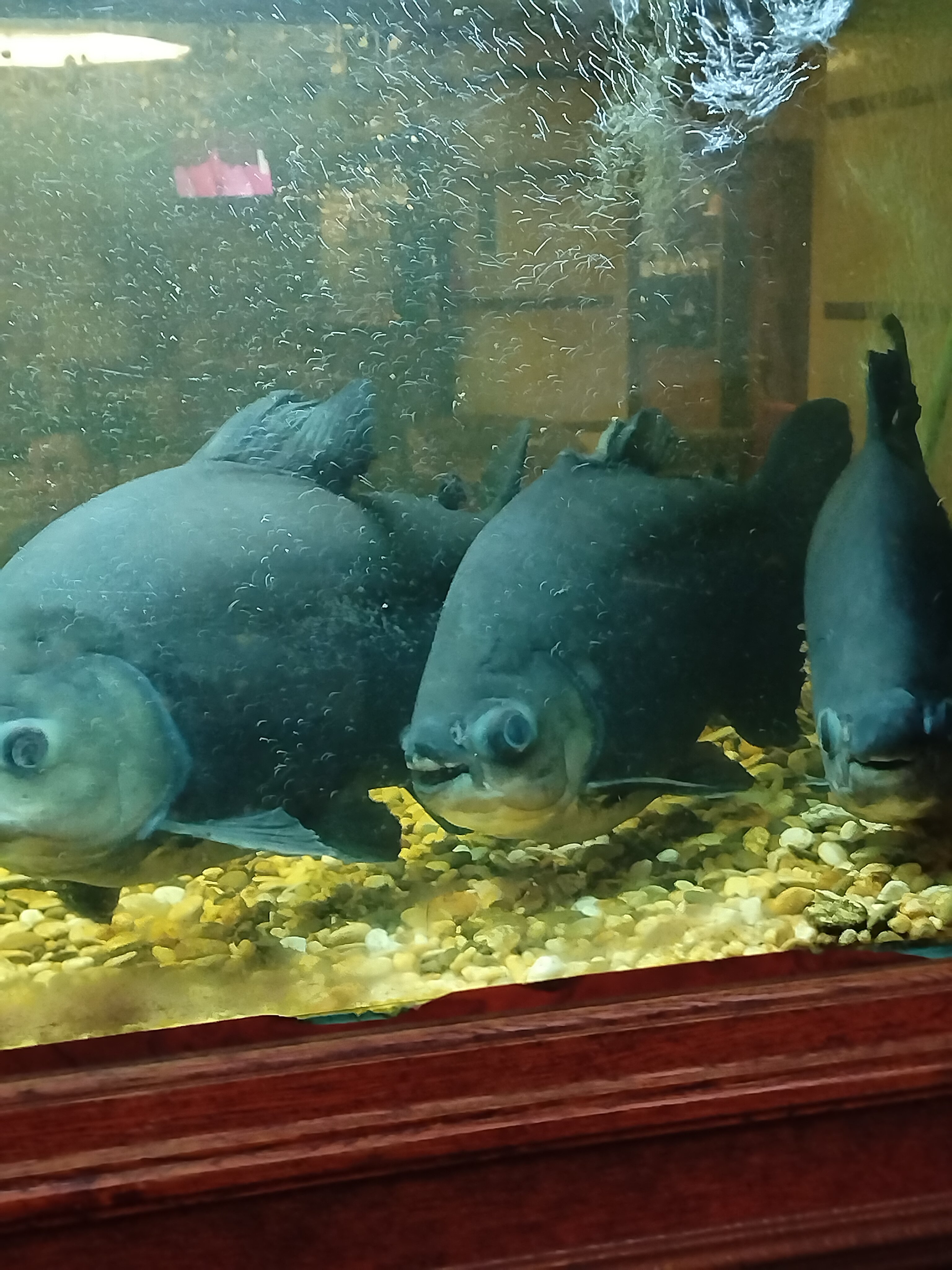 Фото Гостиница Выборг