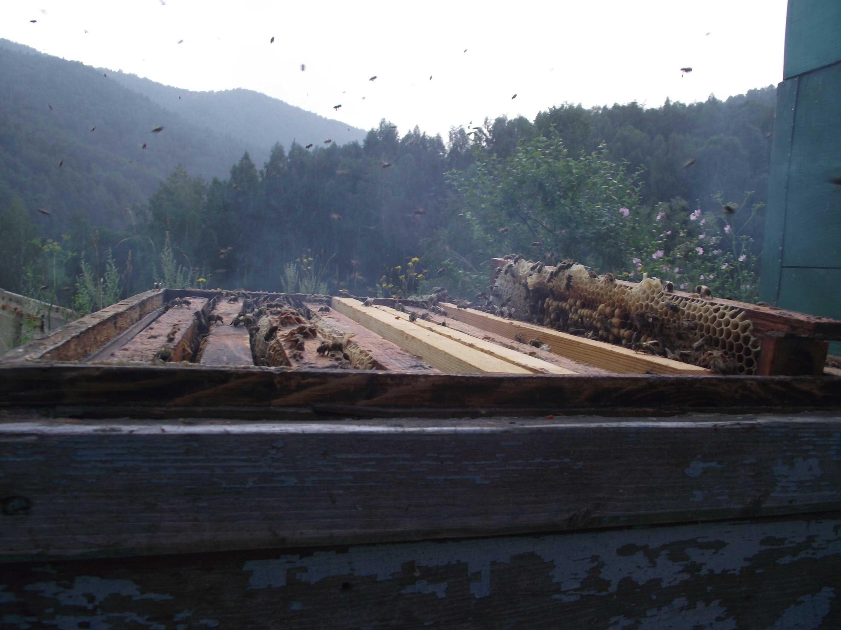 Фото Тихий Лог