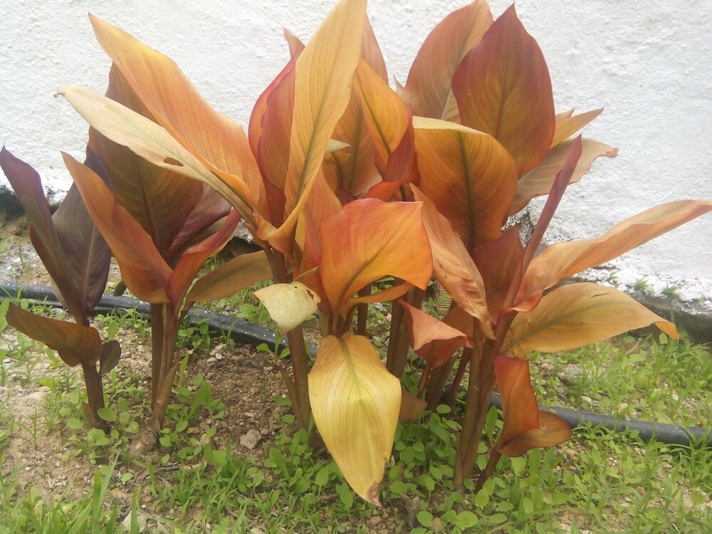 Фото Sirocco Apartments