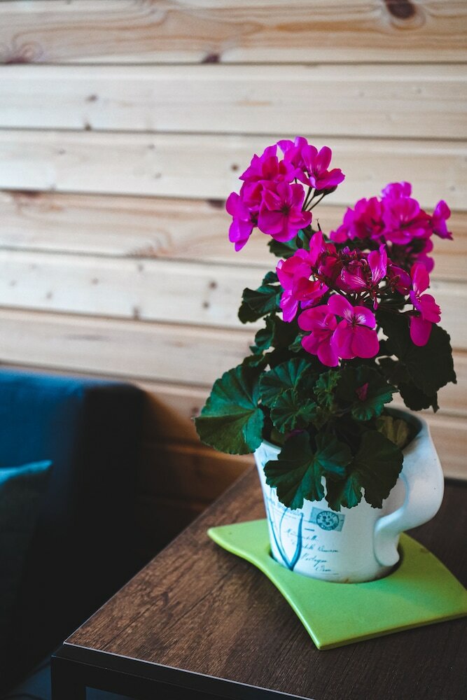 Фото Traveler's Cottage in Kazbegi