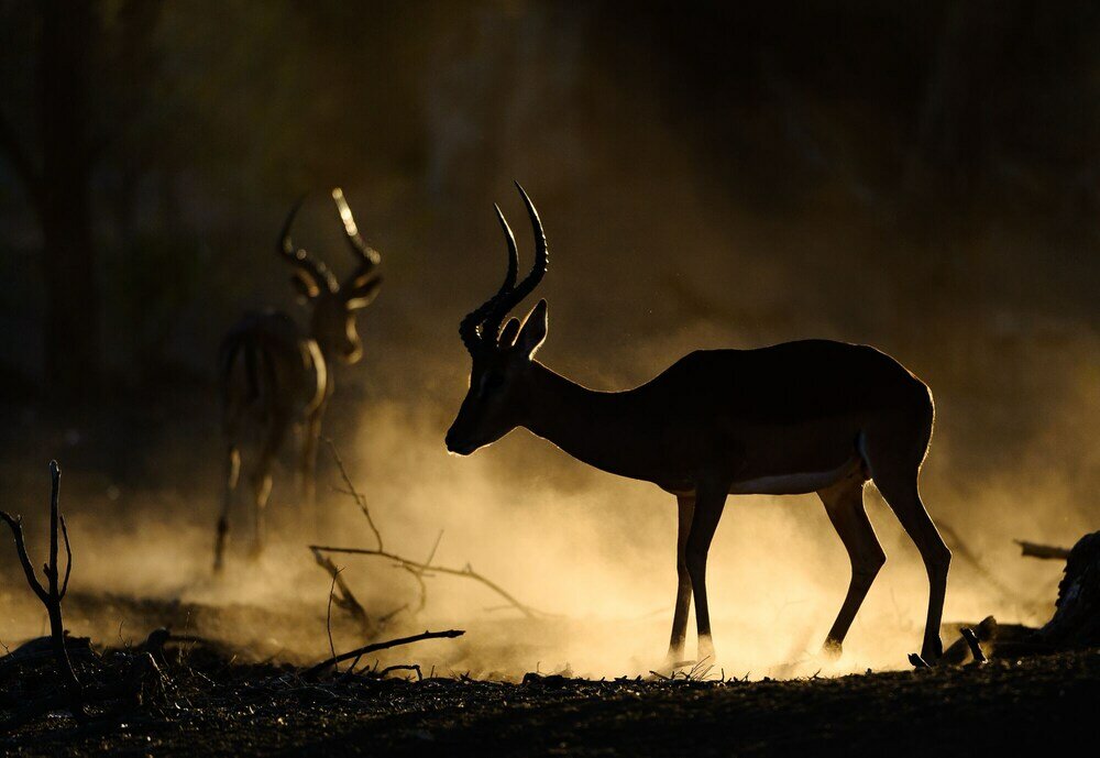 Фото Mashatu Tent Camp - Mashatu Game Reserve