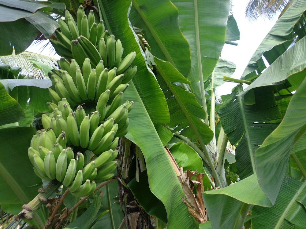 Фото Hotel Star White Negombo