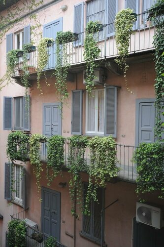Ivy house