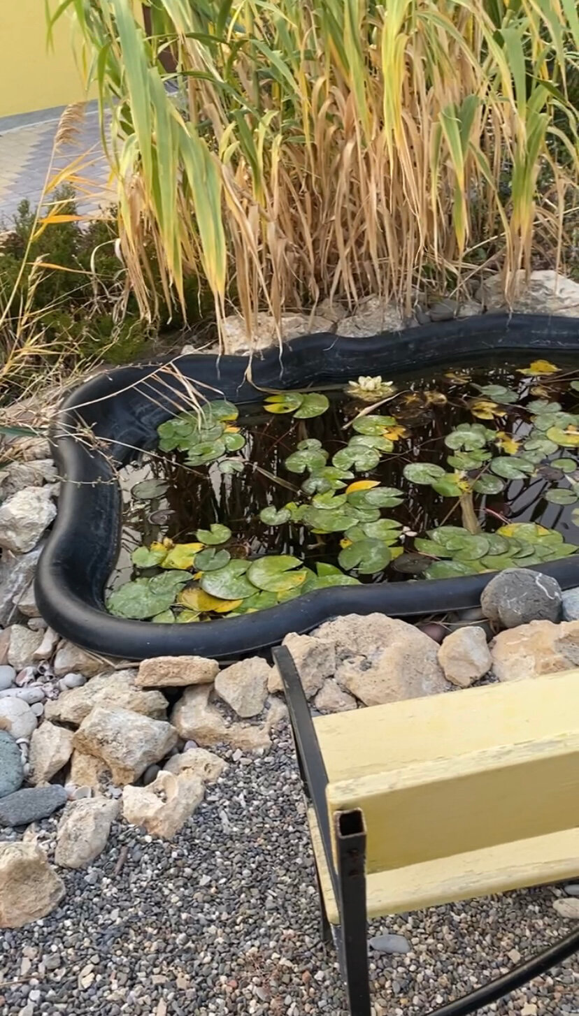 Фото Шафран