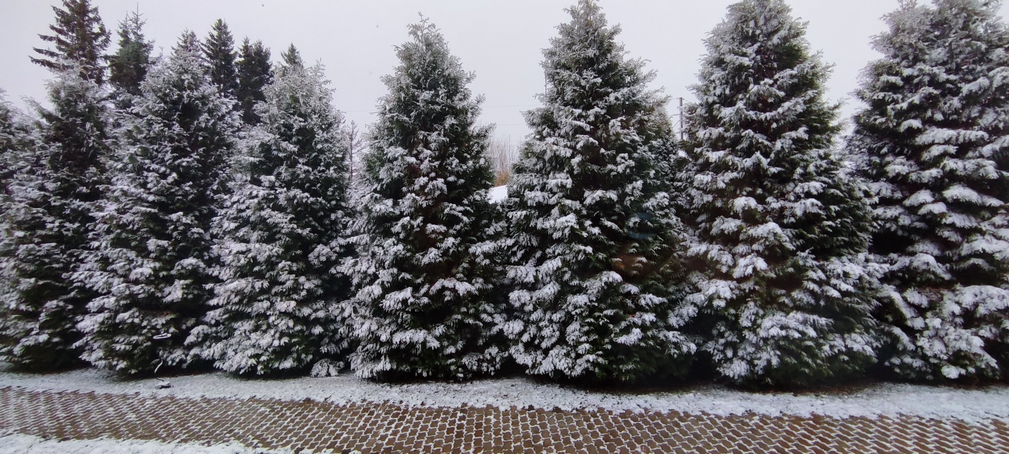 Фото Изборская слобода