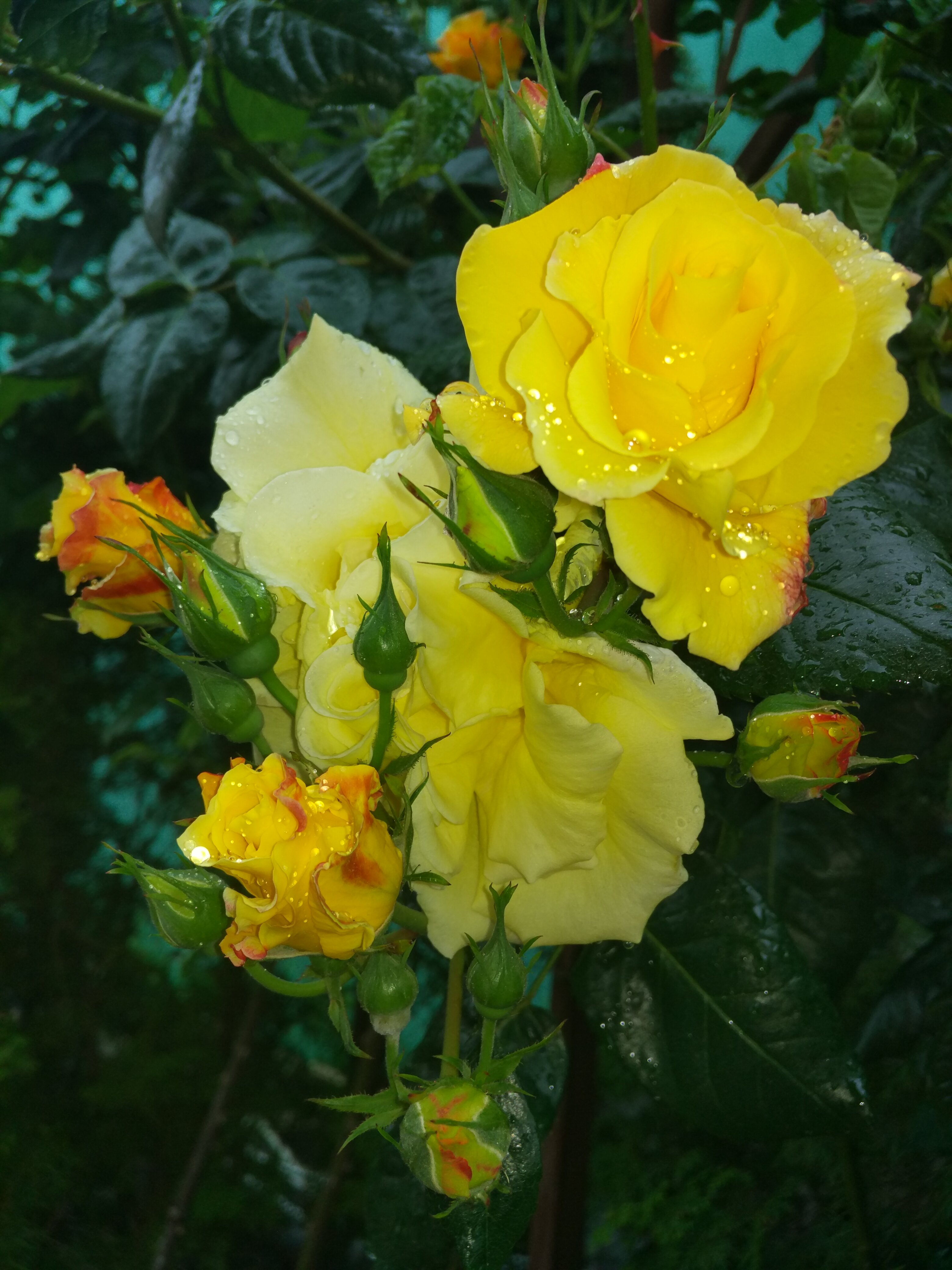 Фото Ассоль Судак