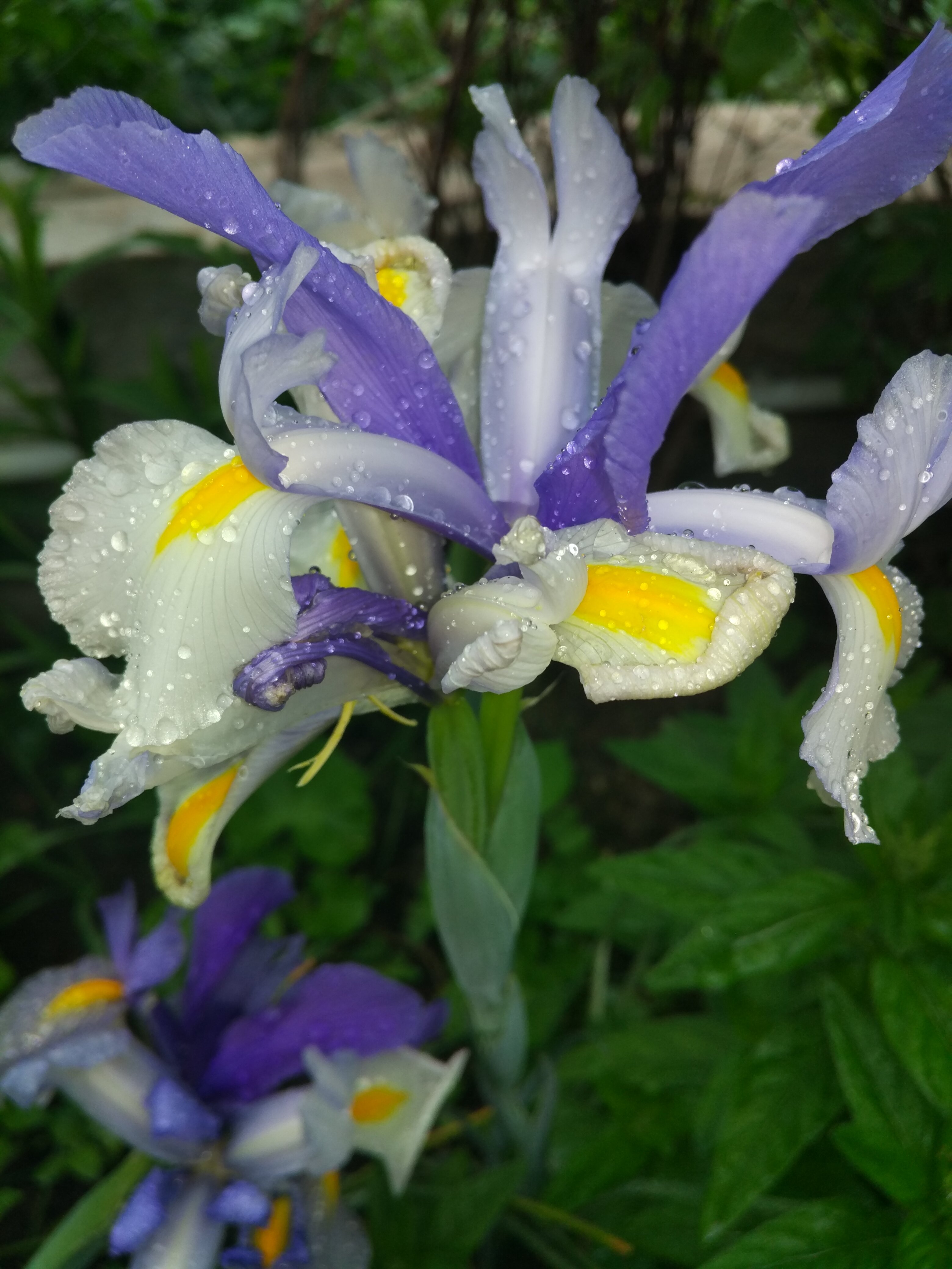 Фото Ассоль Судак