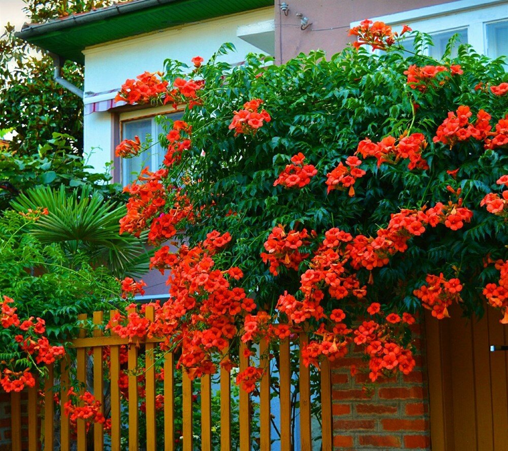 Фото Алтын
