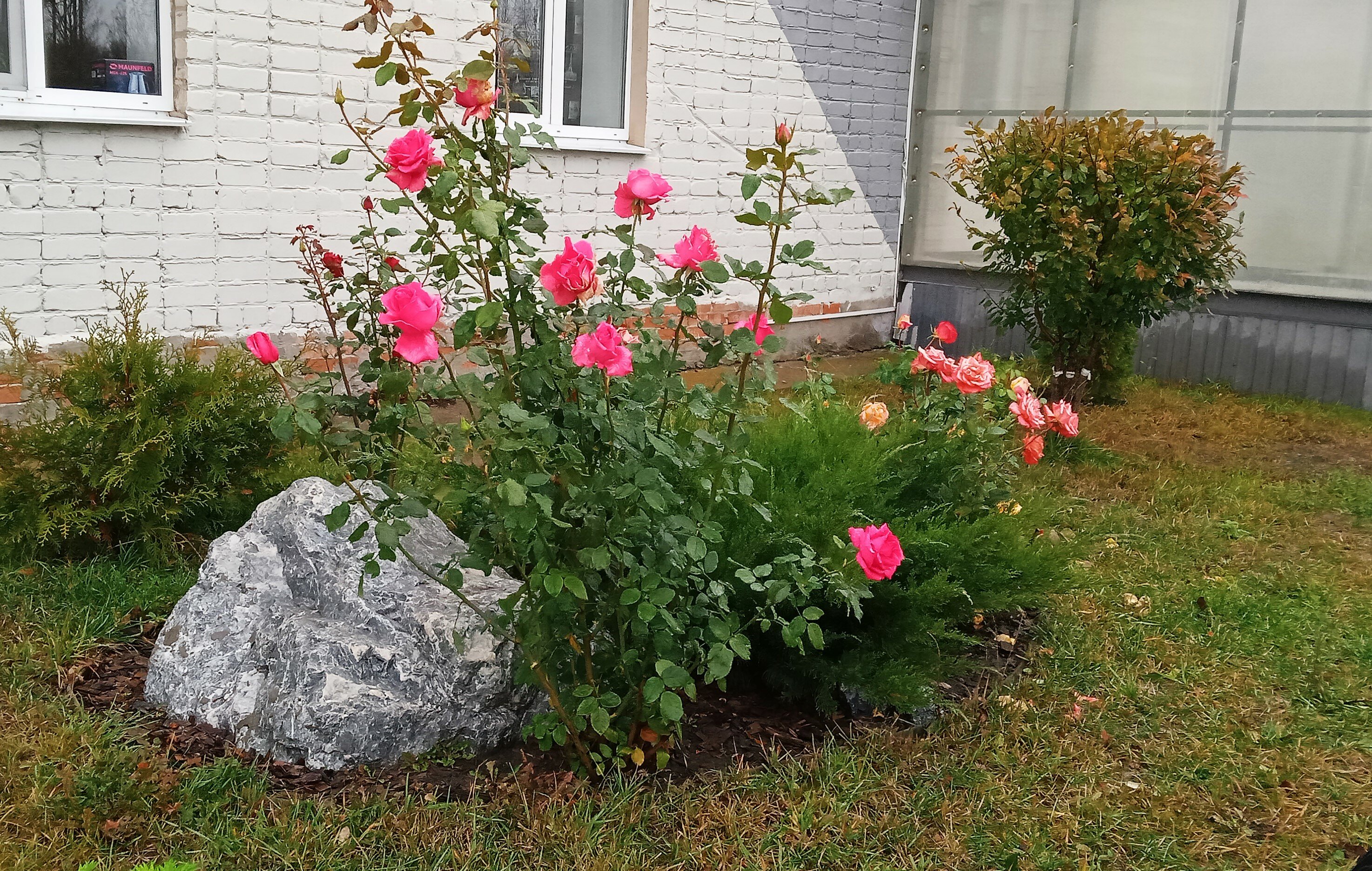 Фото Улитка