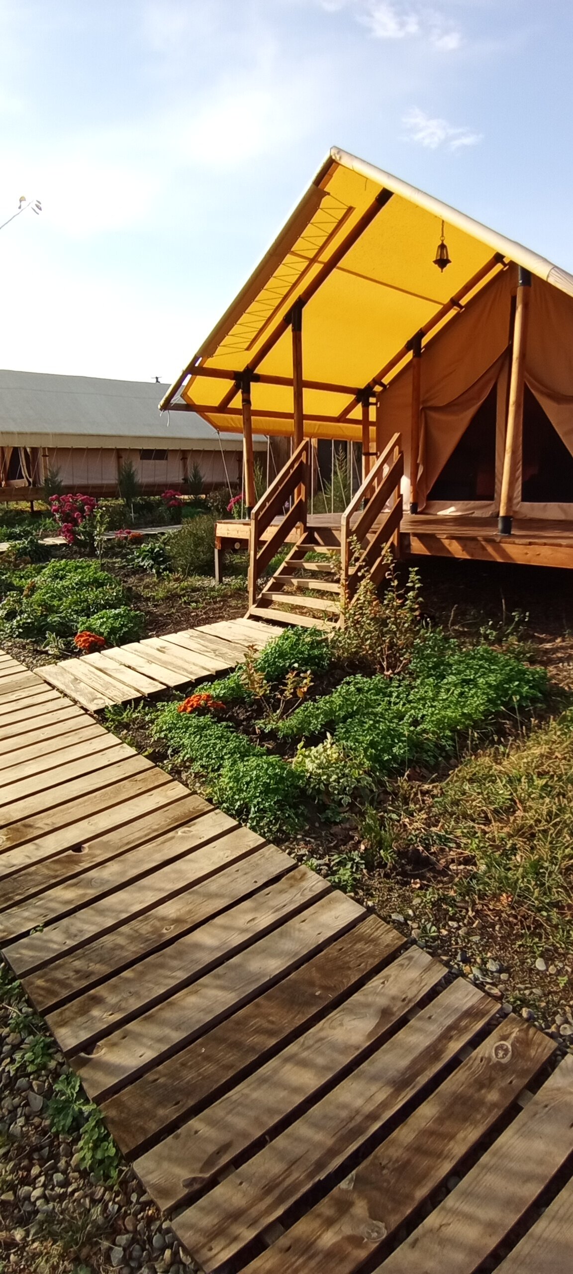 Фото Стрижи