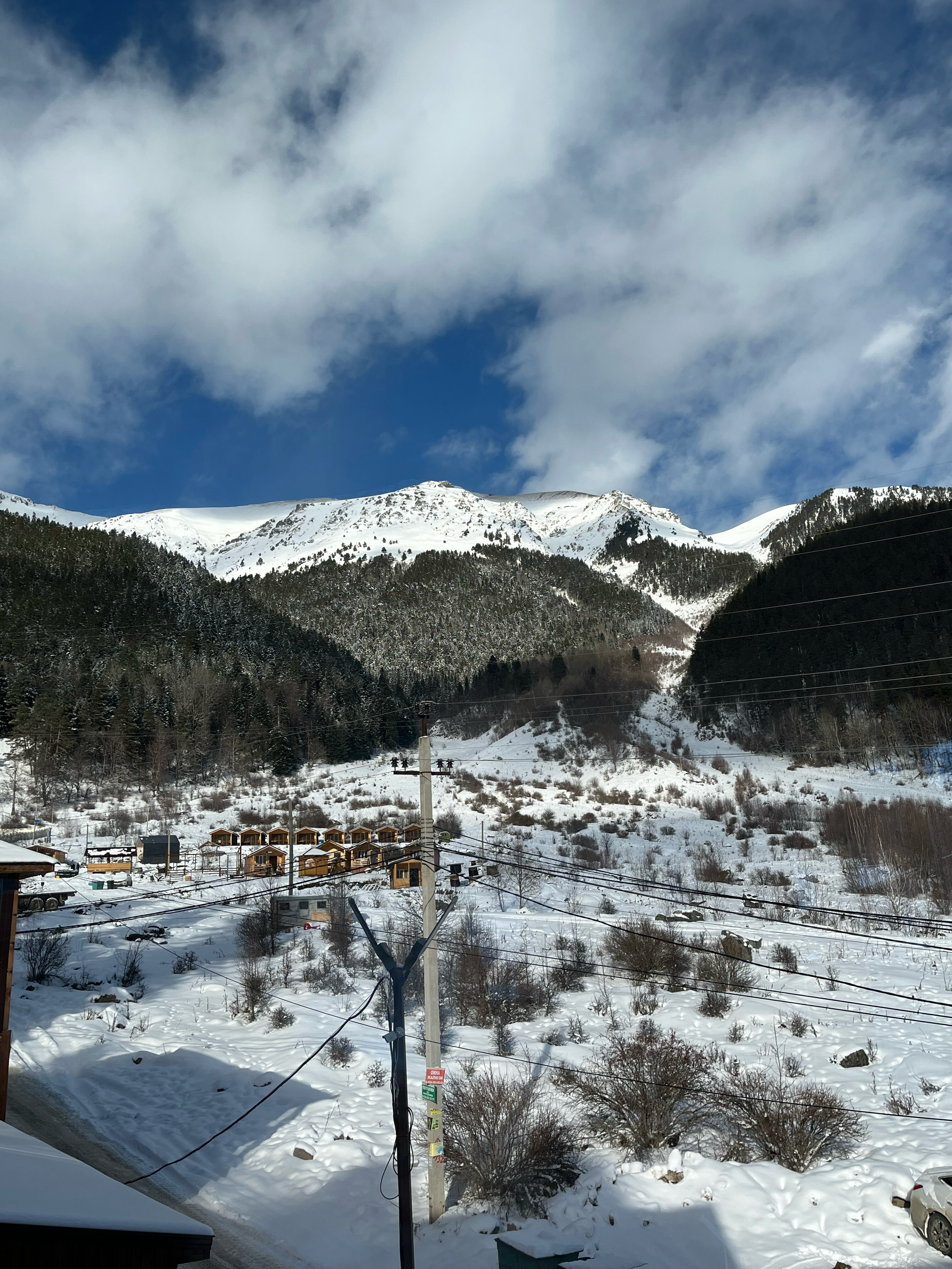 Фото Горная Лаванда