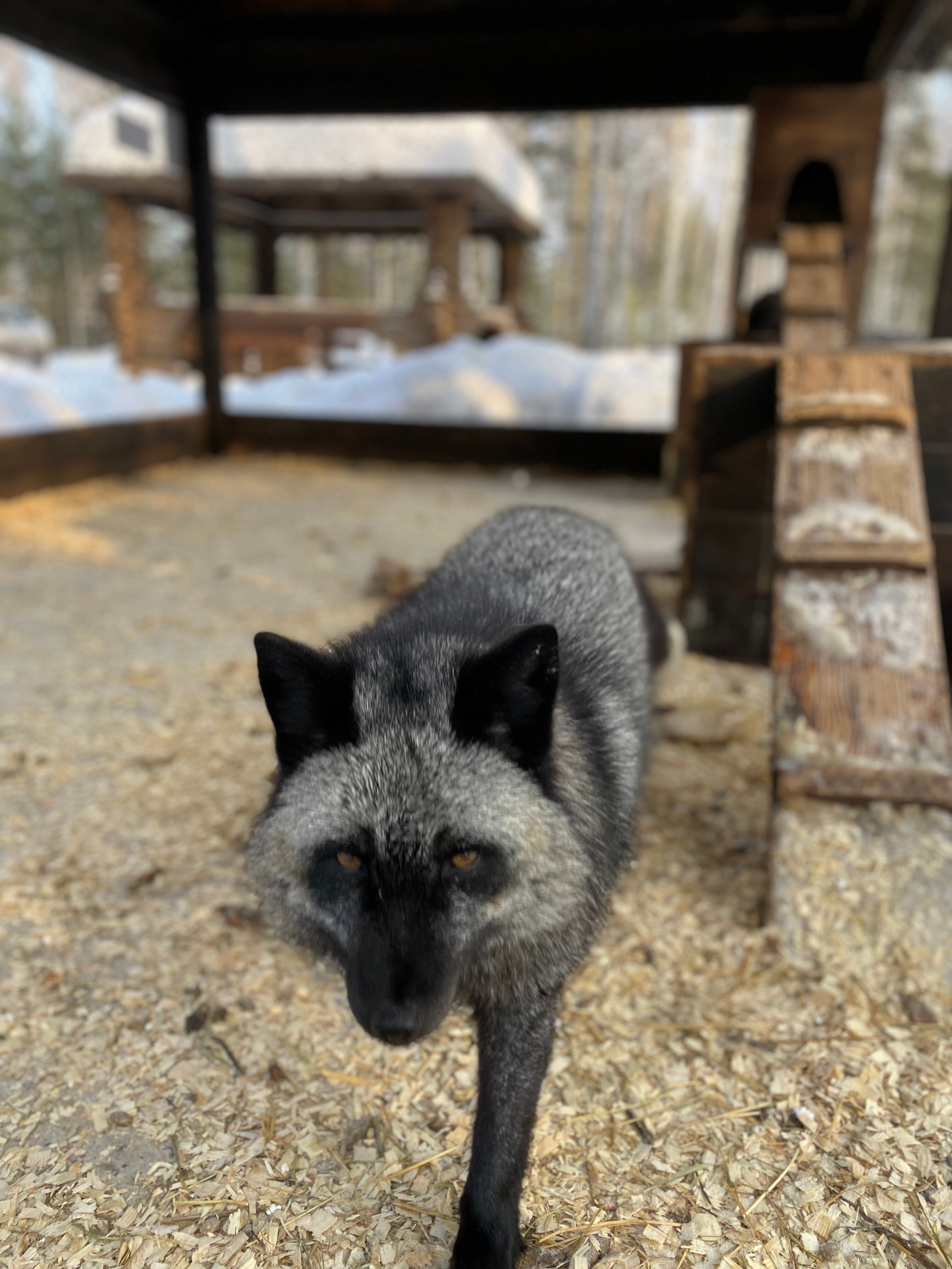 Фото Лаки Глэмпинг