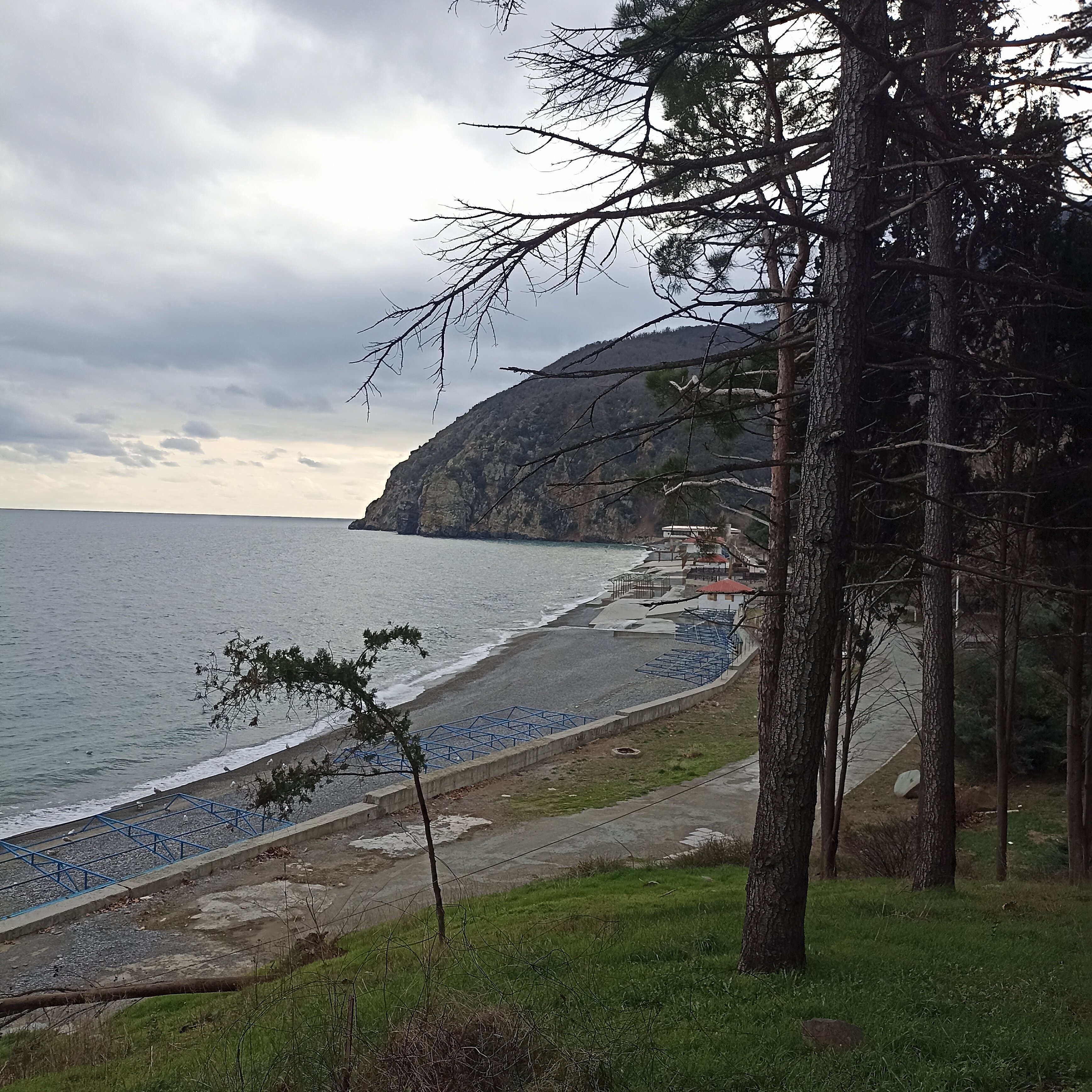 Фото Фламинго